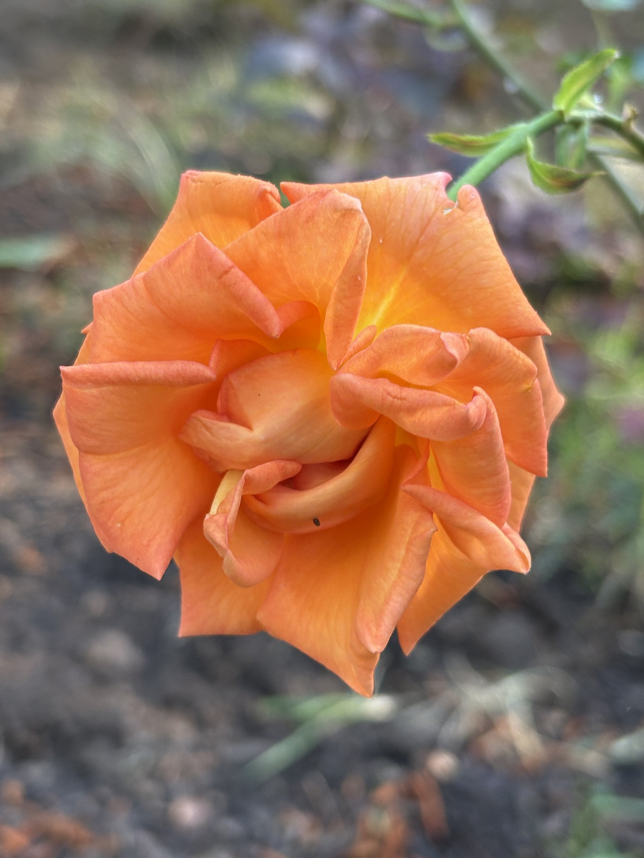 IMG_2658.jpeg