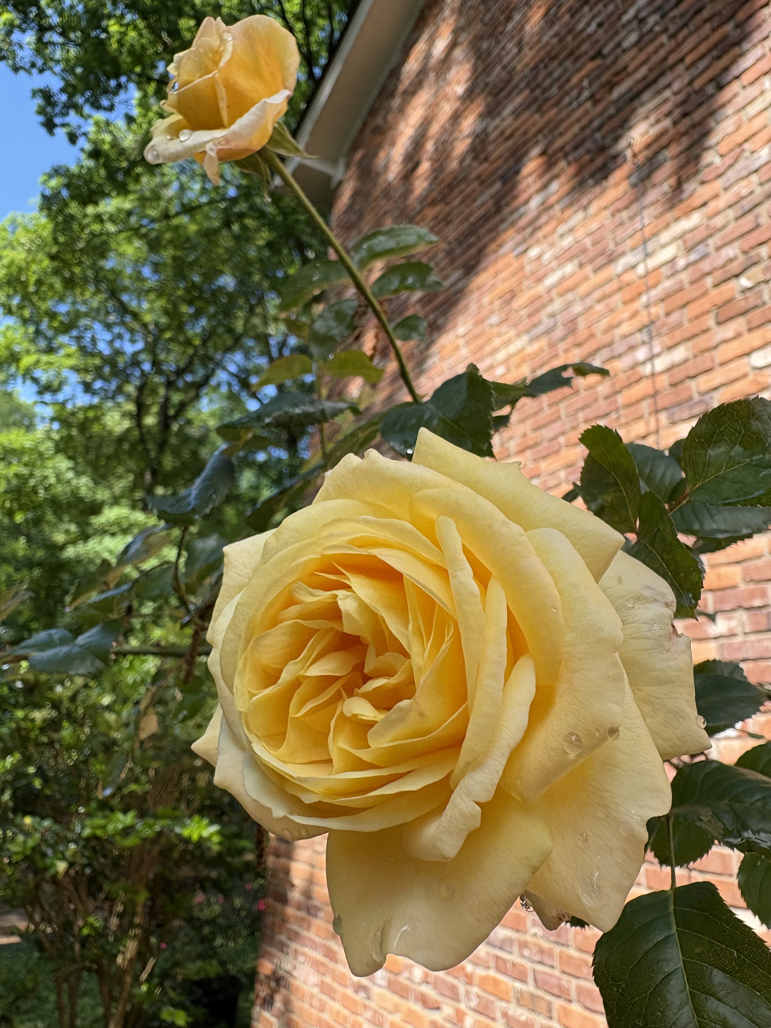 IMG_2618.jpeg