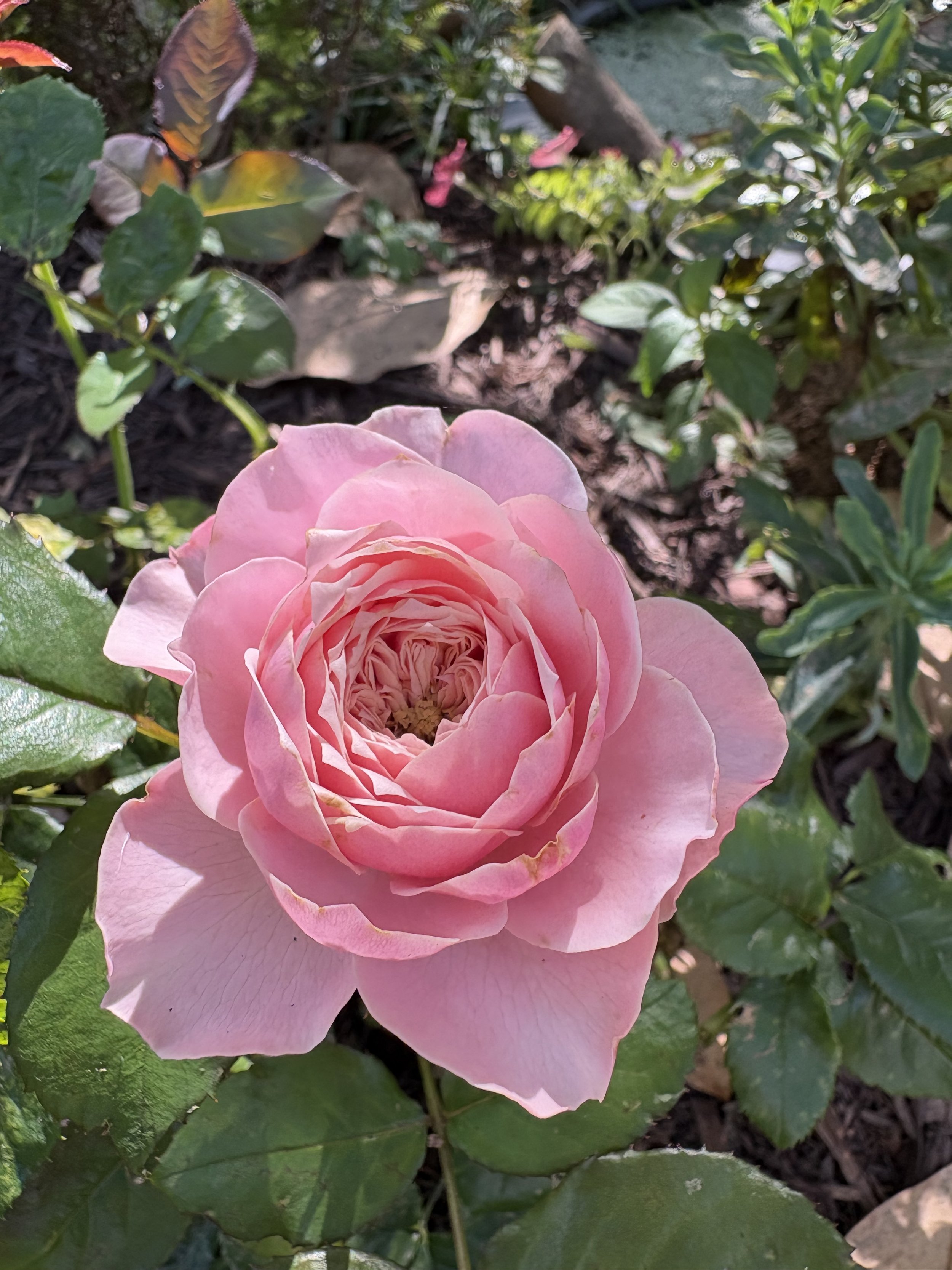 IMG_5819.jpeg