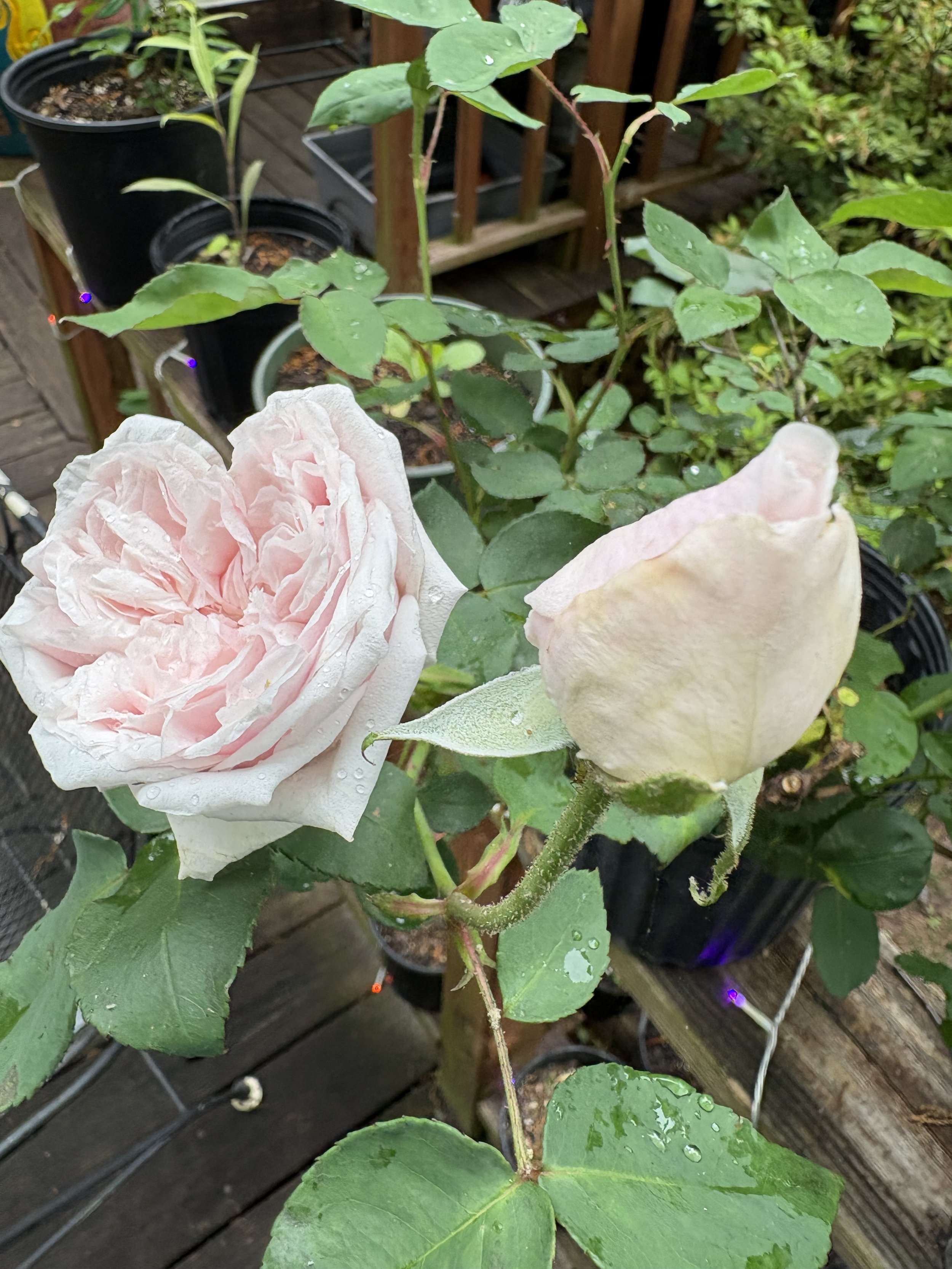 IMG_2517.jpeg