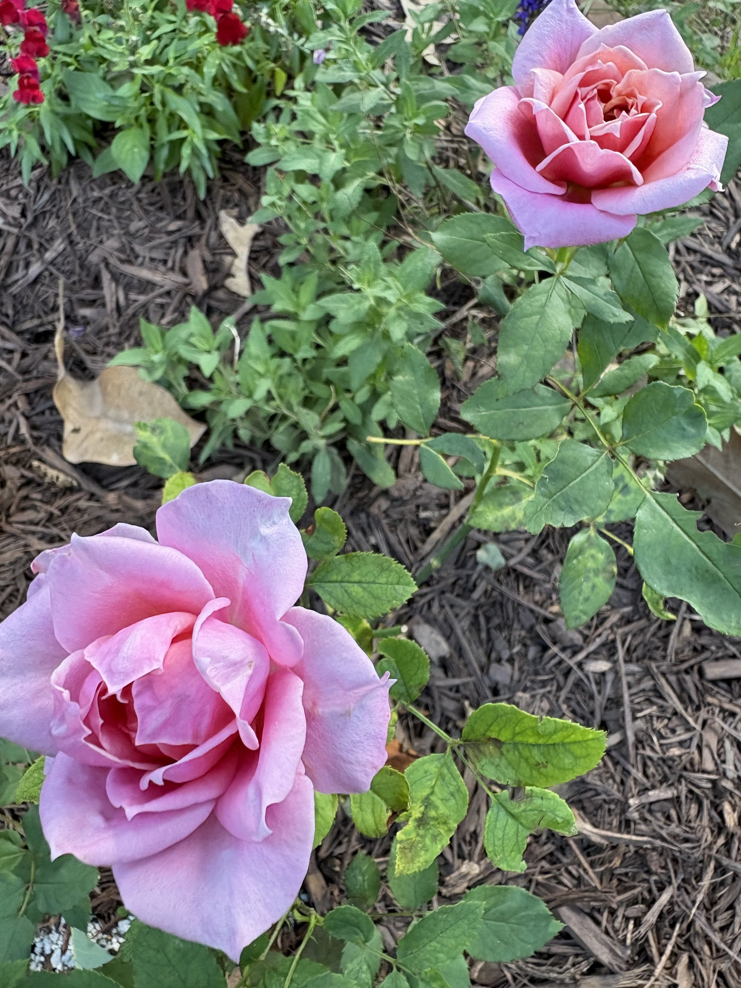 IMG_5915.jpeg