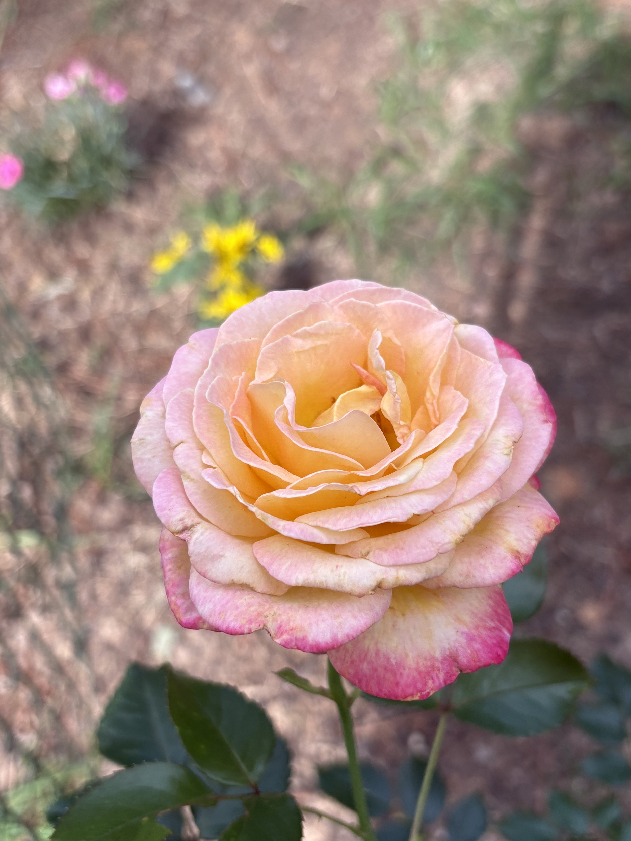 IMG_4309.jpeg