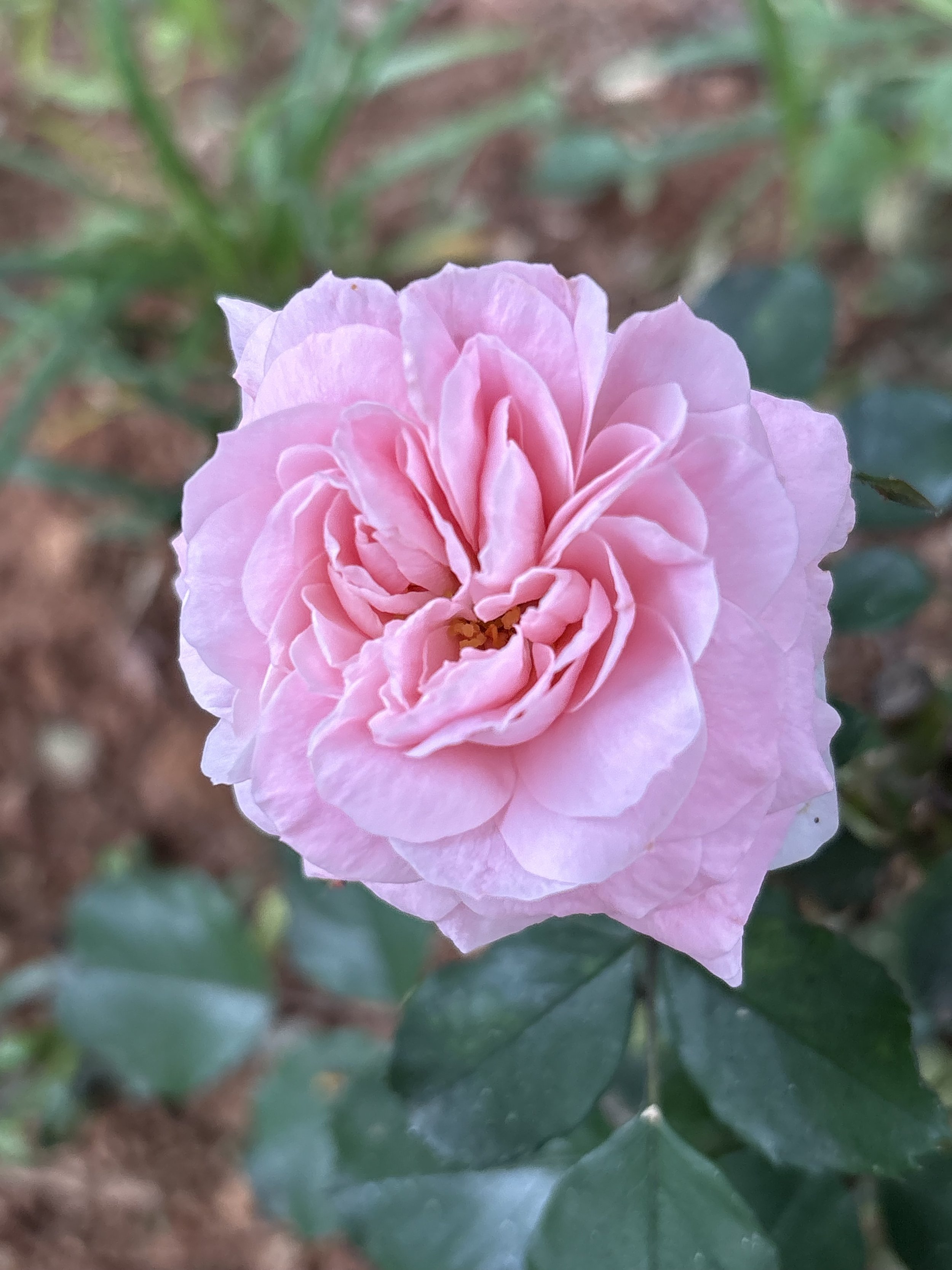 IMG_2948.jpeg
