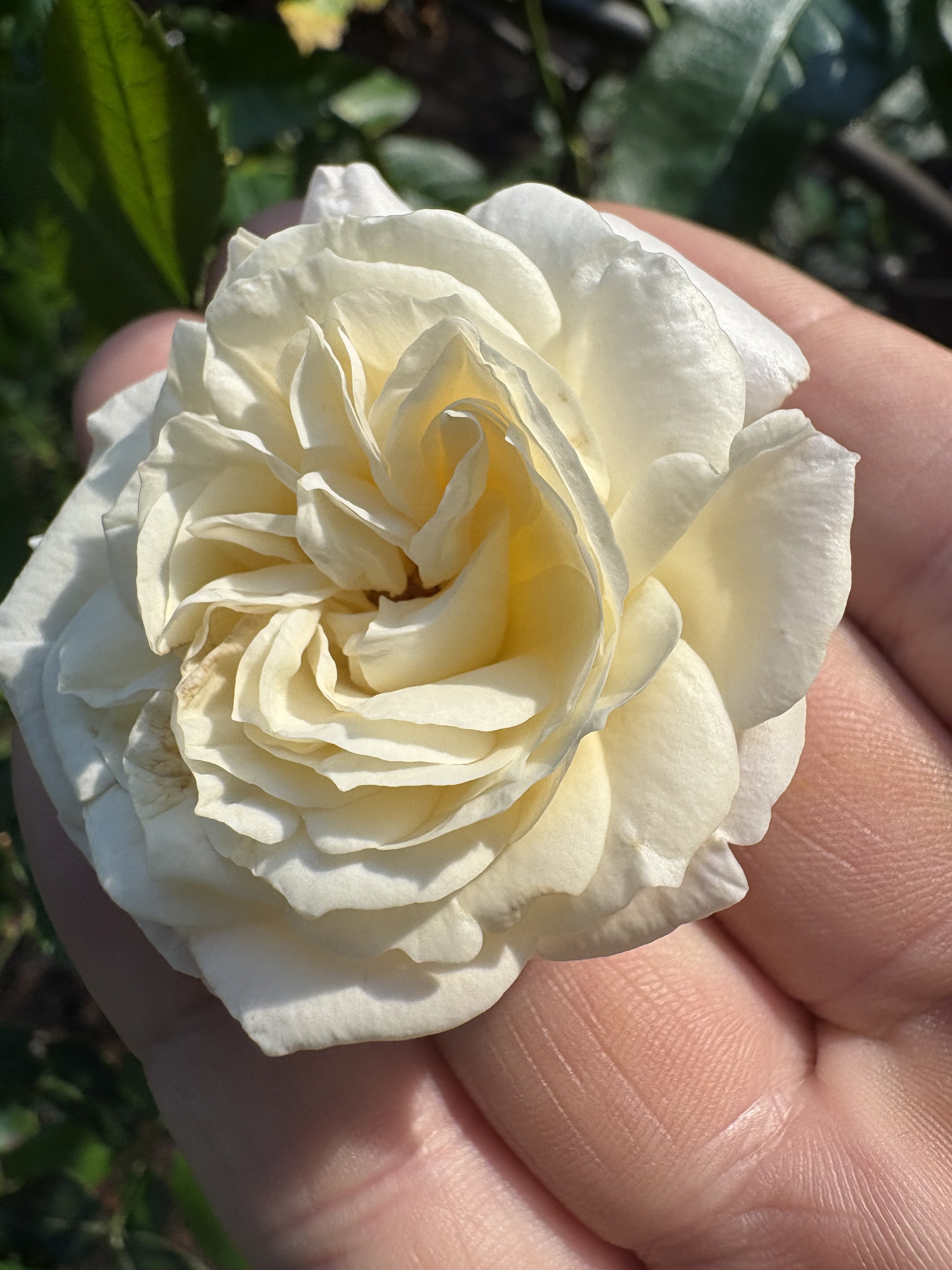 IMG_6954.jpeg