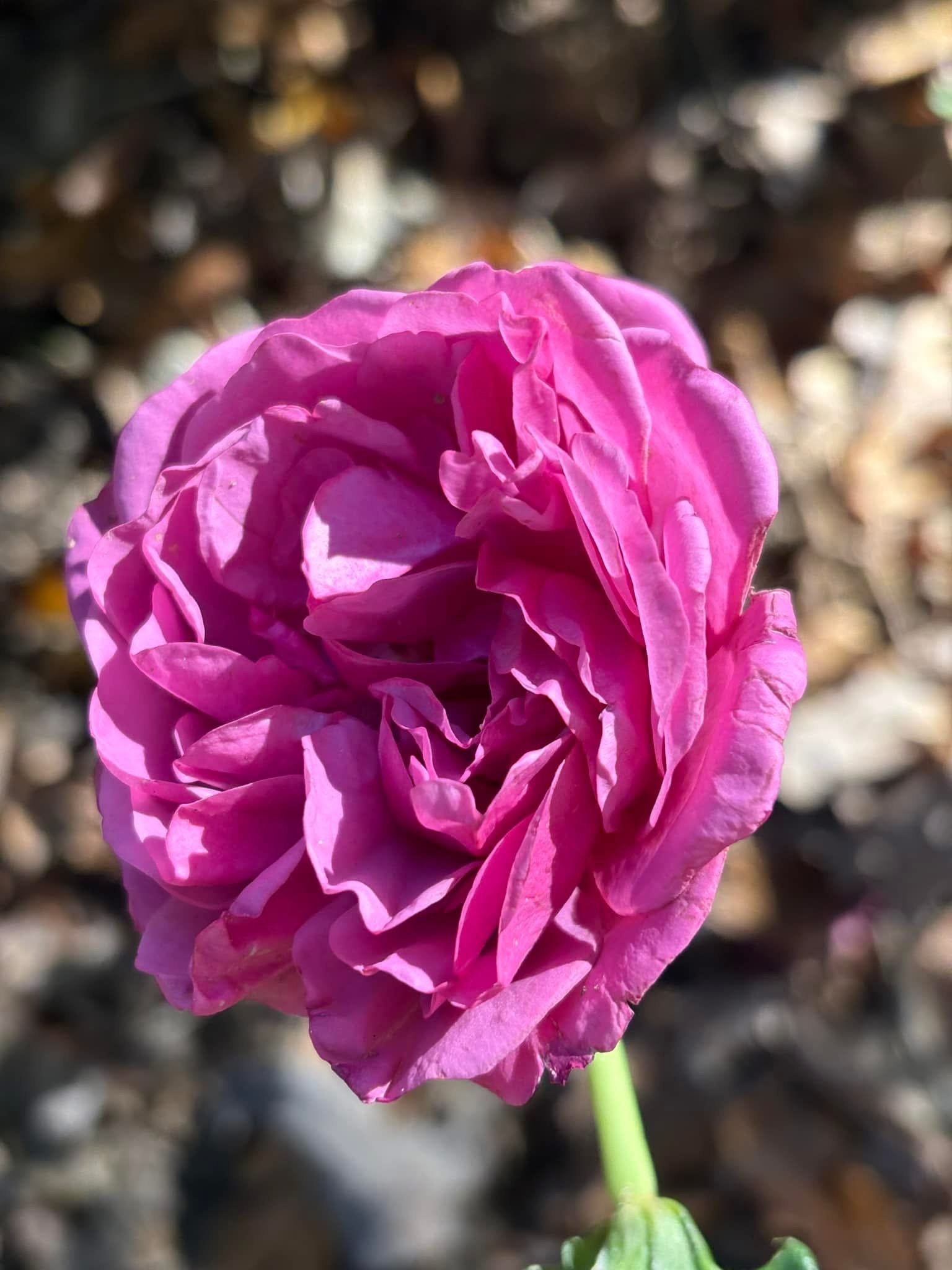 IMG_9658.jpeg