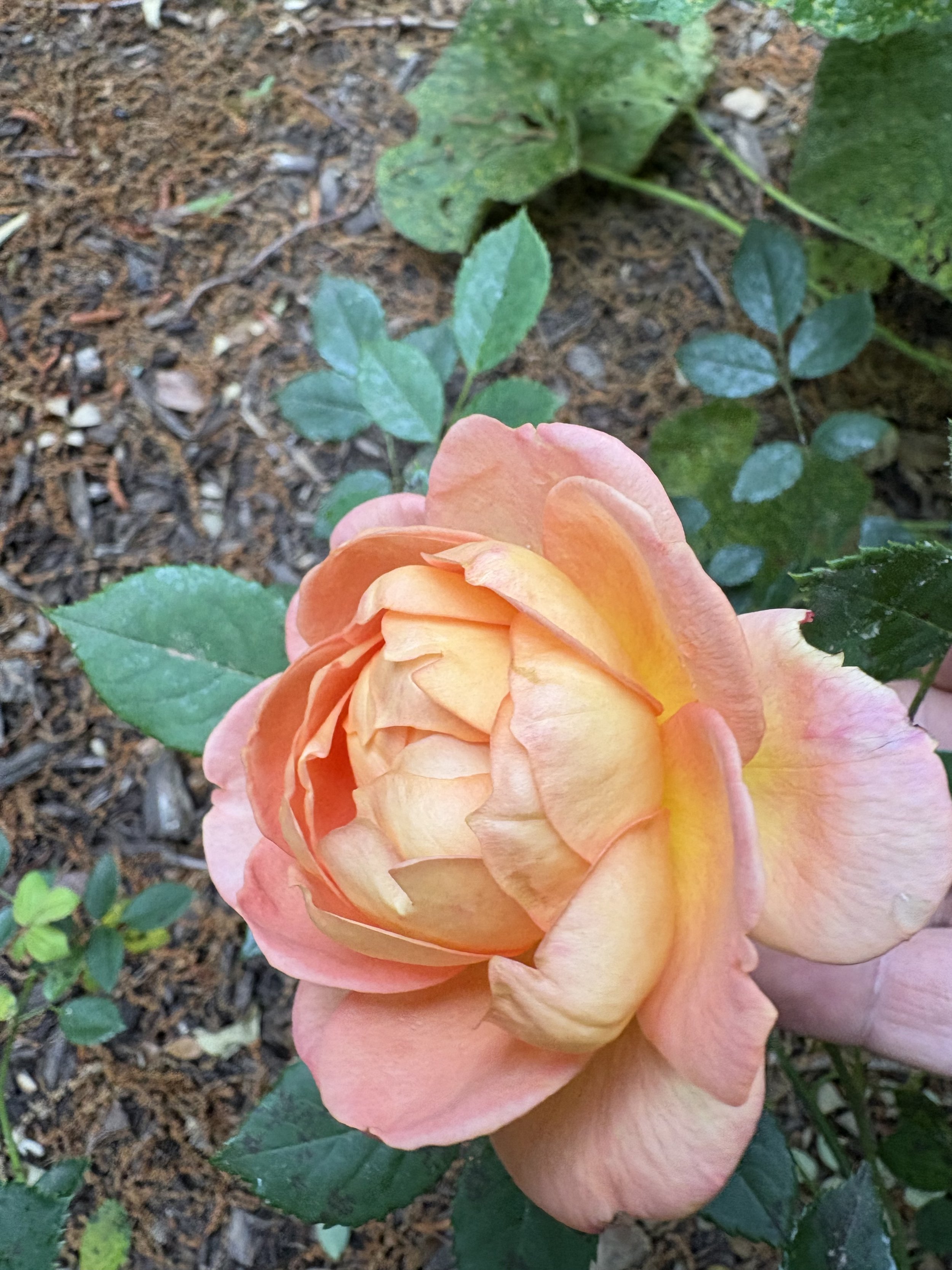 IMG_2139.jpeg