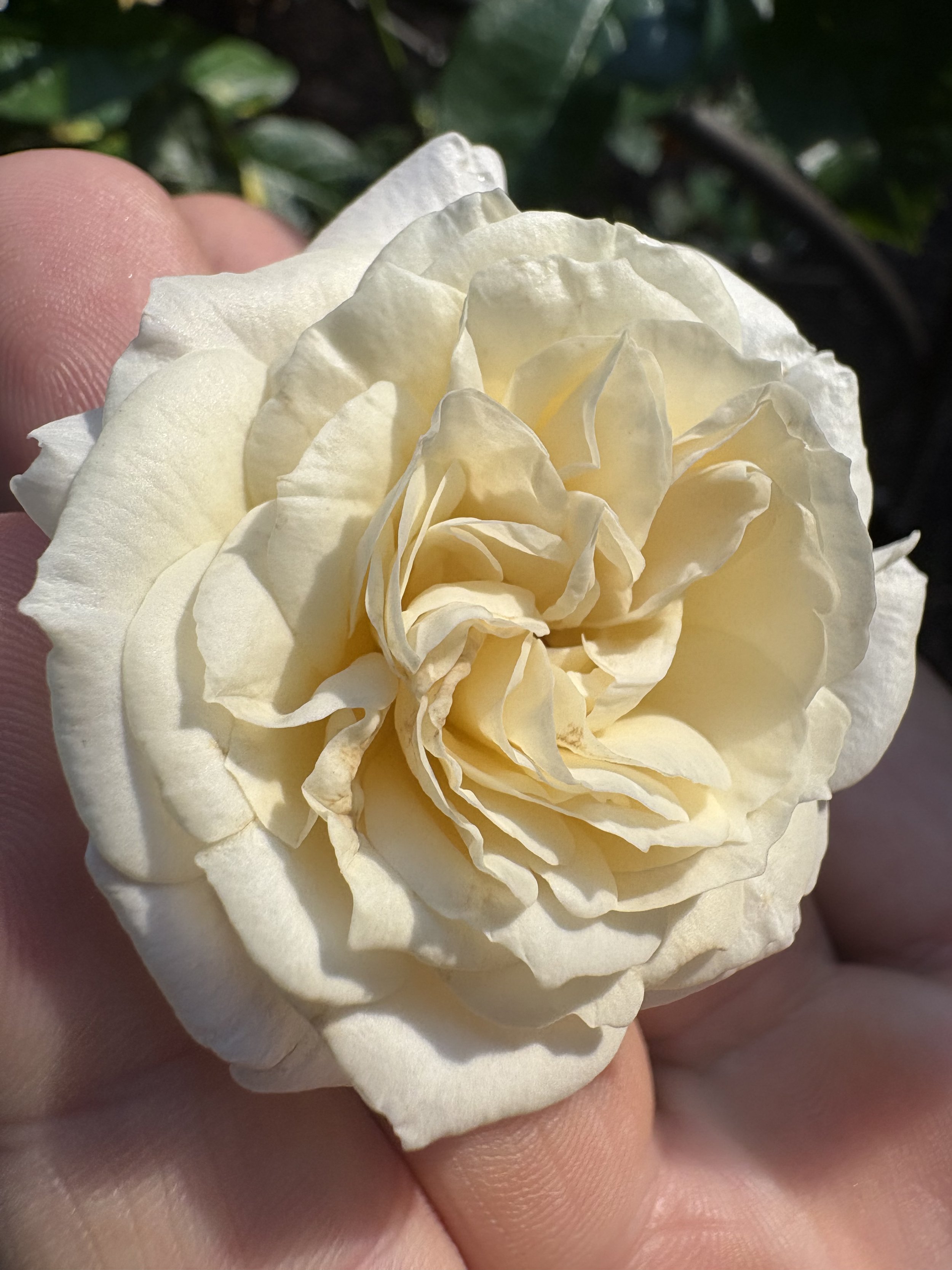 IMG_6953.jpeg