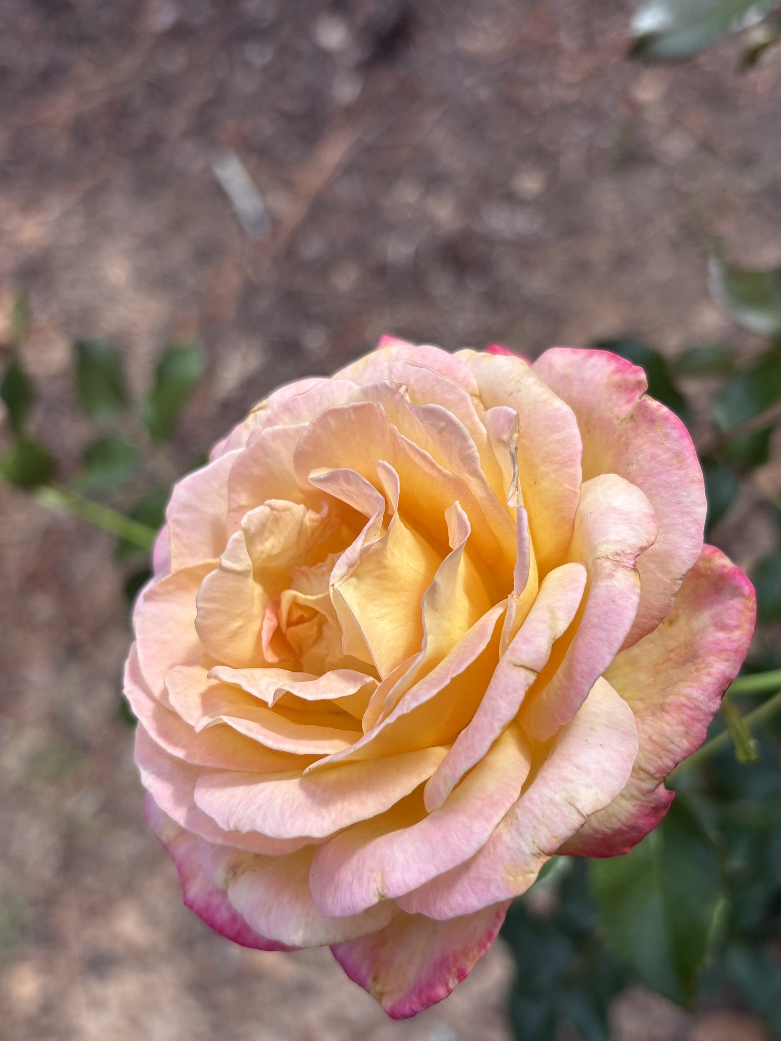 IMG_4307.jpeg