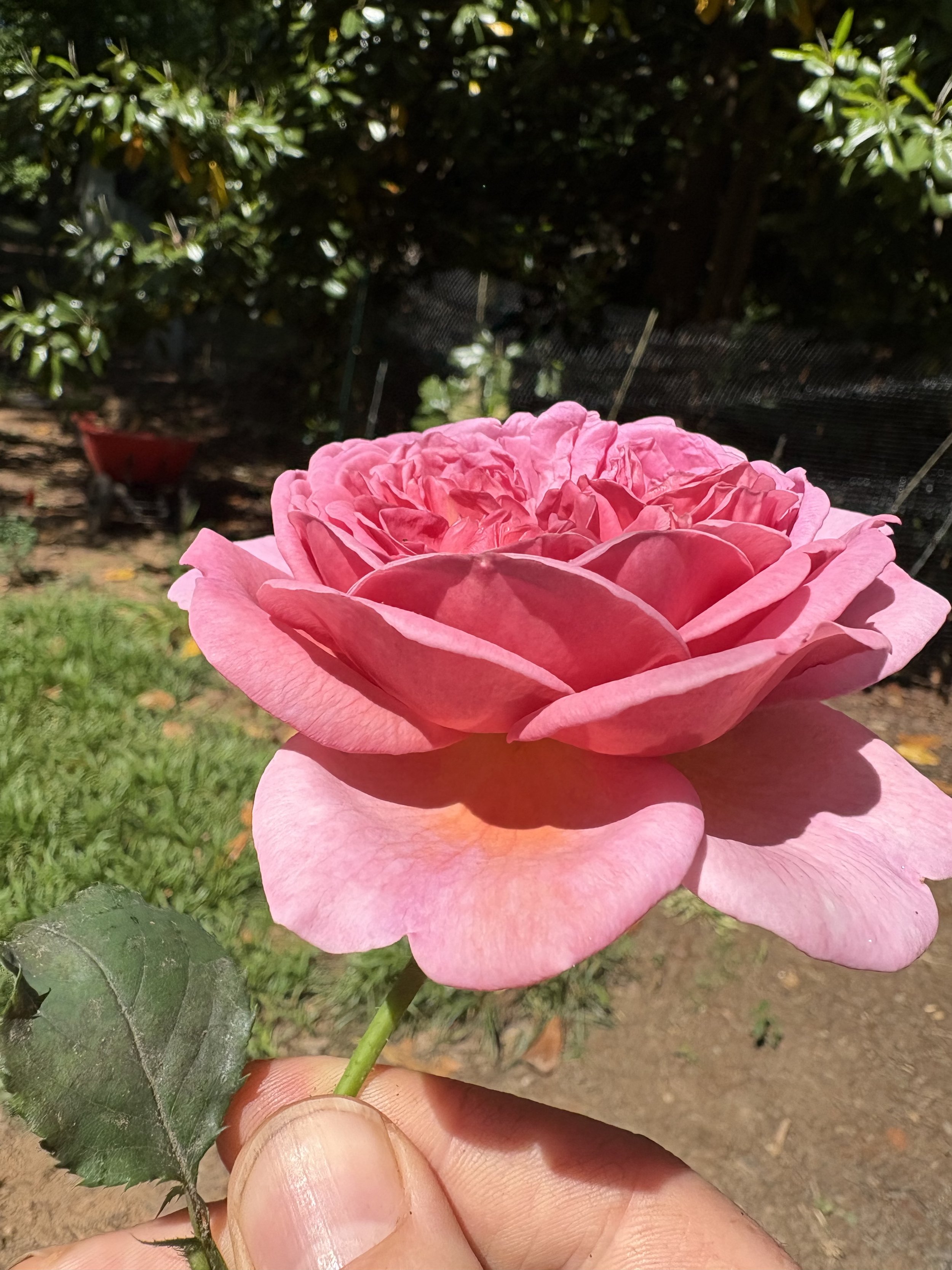IMG_2849.jpeg