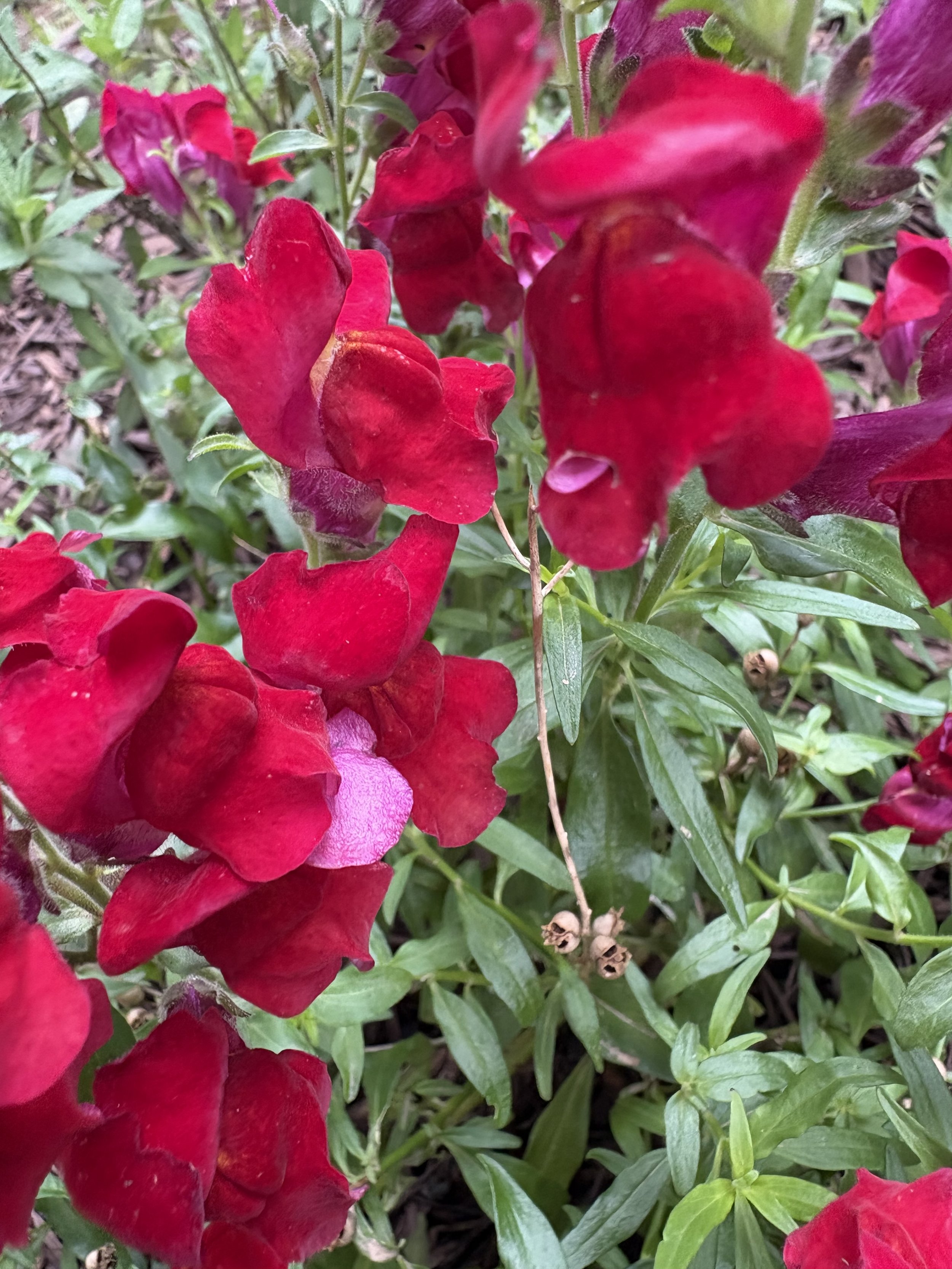 IMG_5346.jpeg