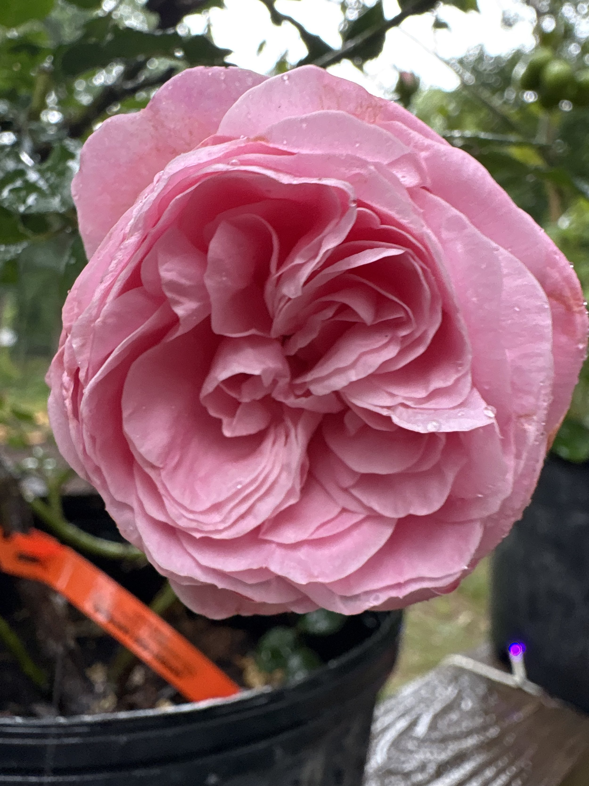 IMG_3832.jpeg