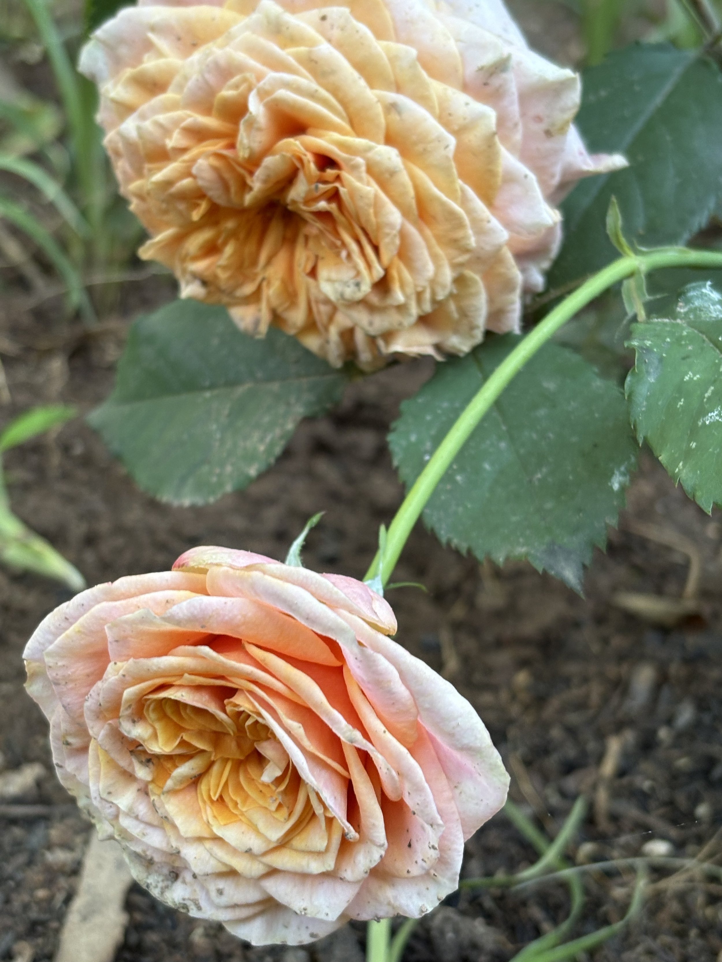 IMG_2670.jpeg