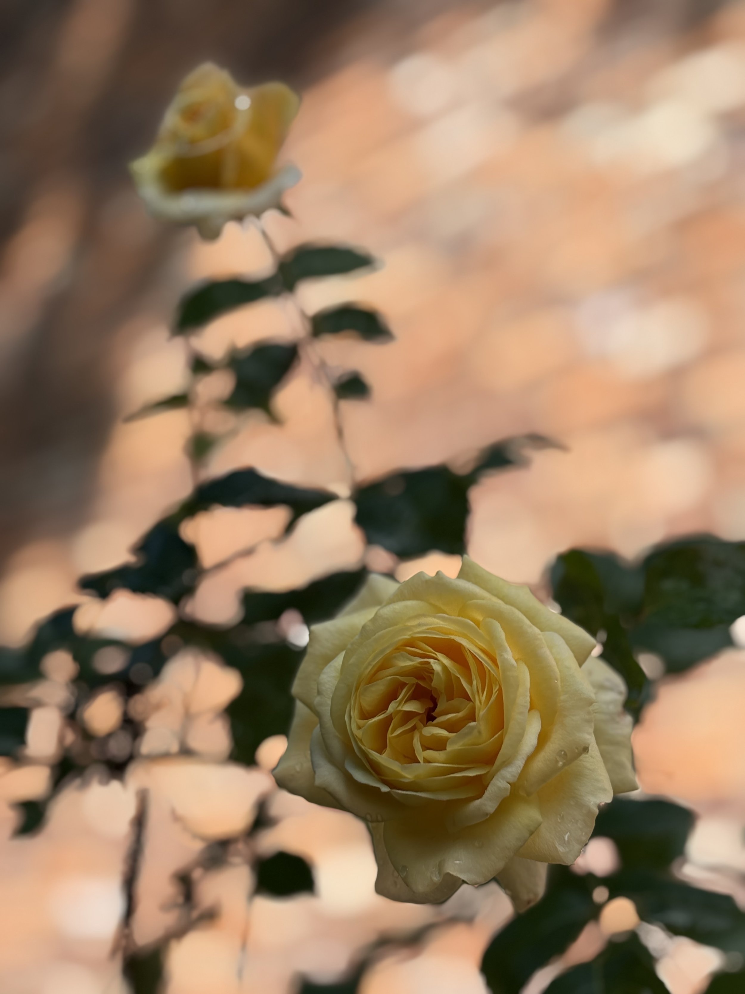 IMG_2614.jpeg