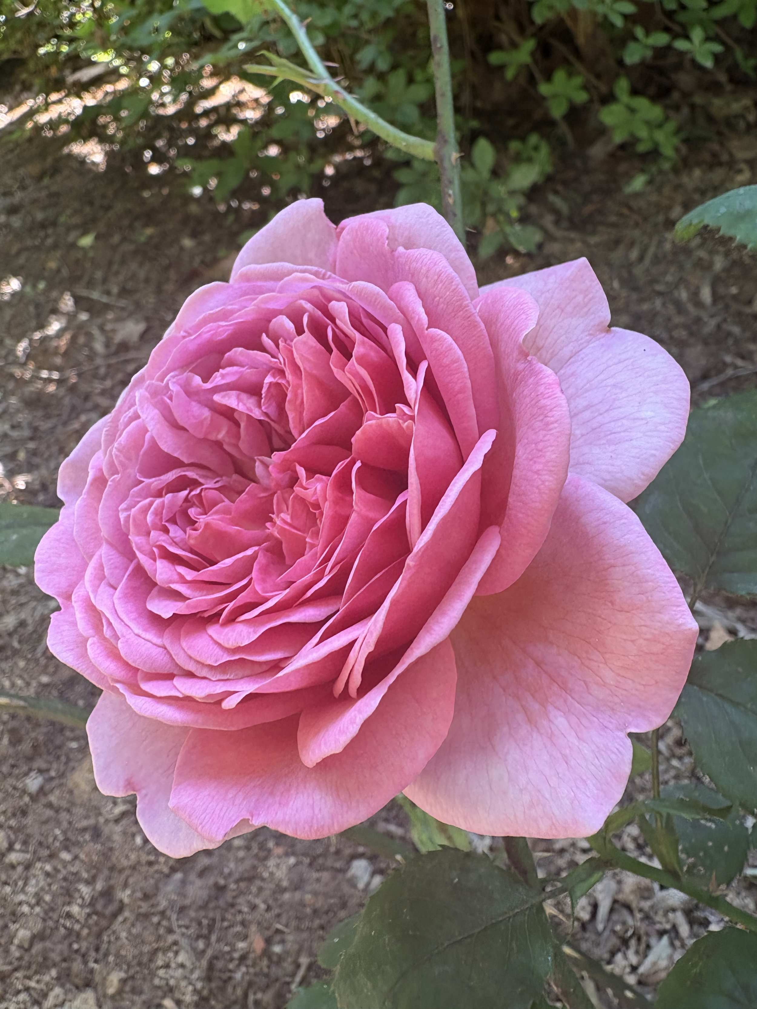 IMG_2835.jpeg
