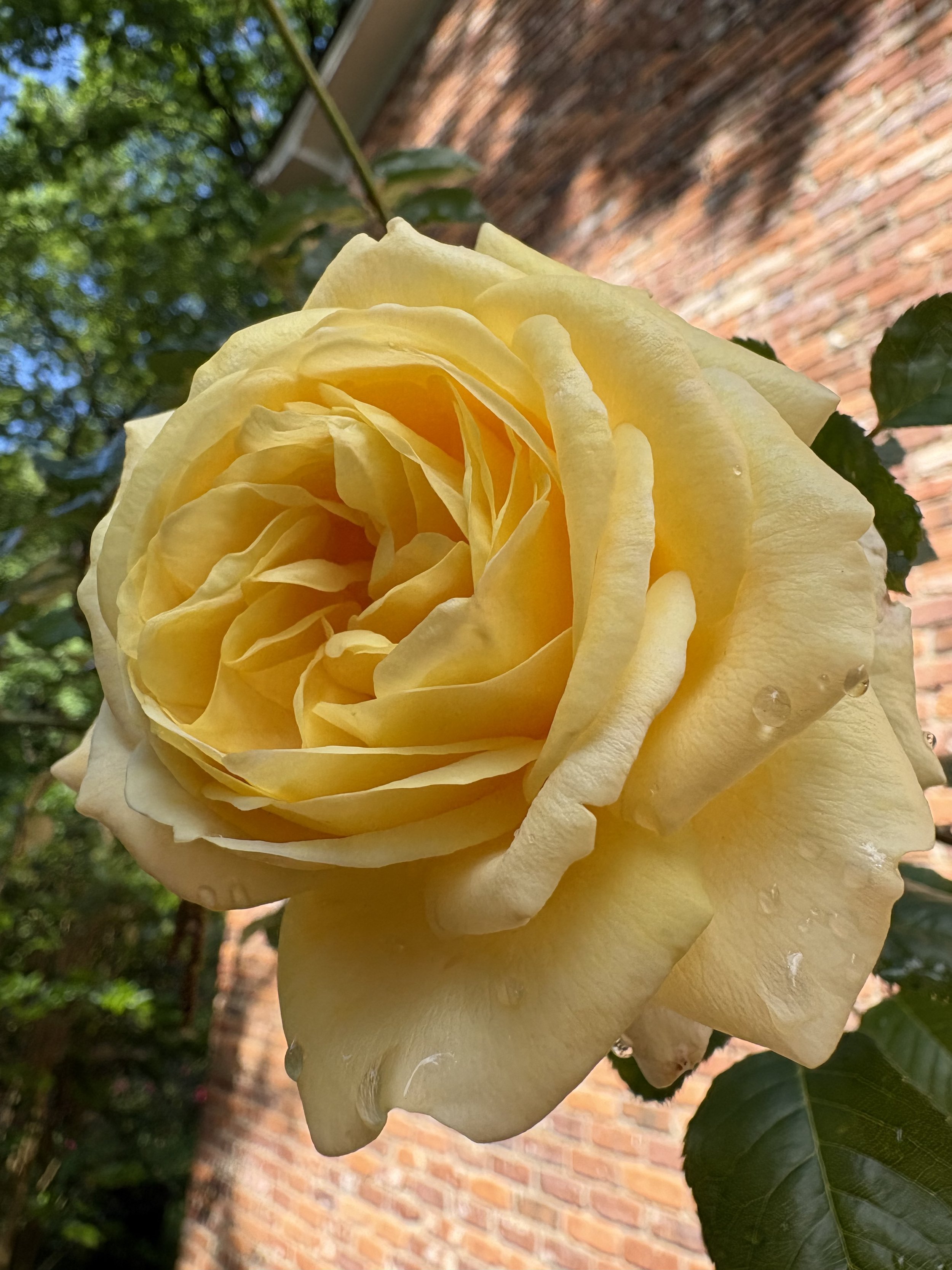 IMG_2617.jpeg