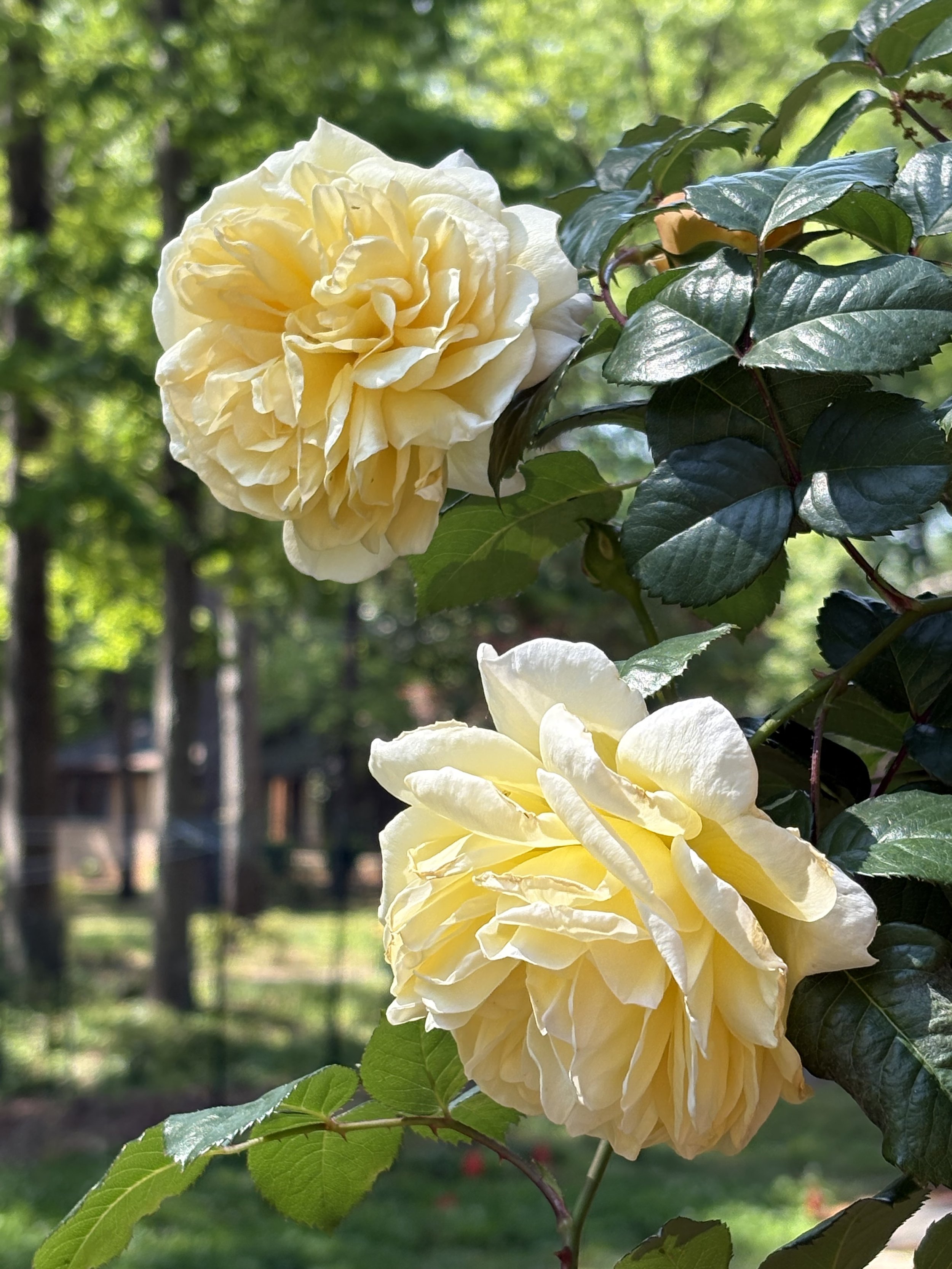 IMG_1839.jpeg