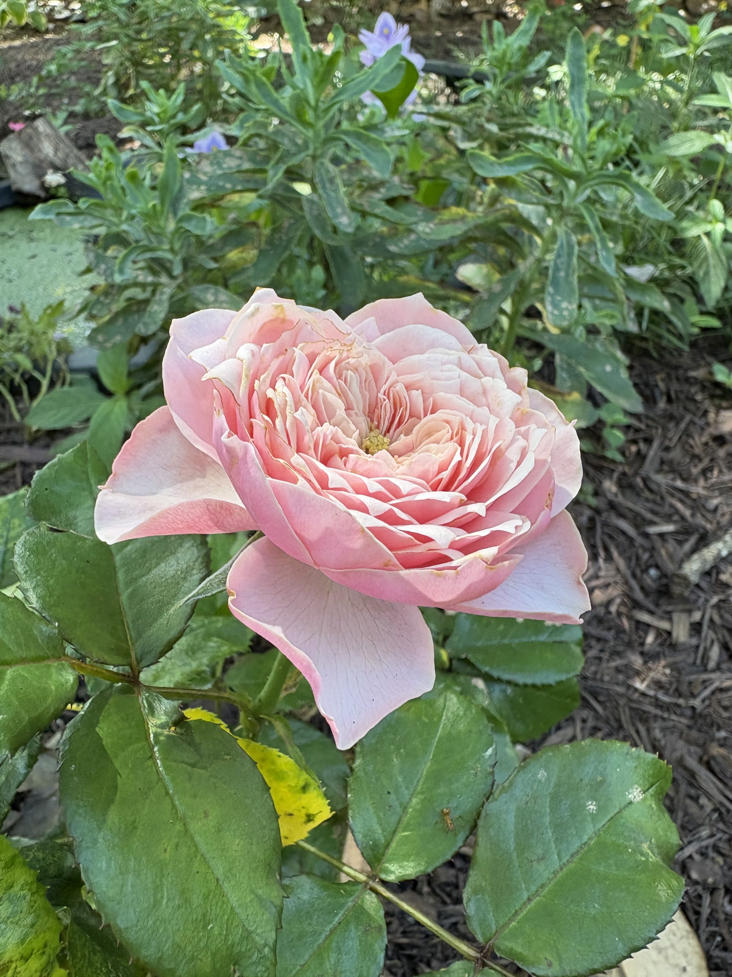 IMG_5854.jpeg