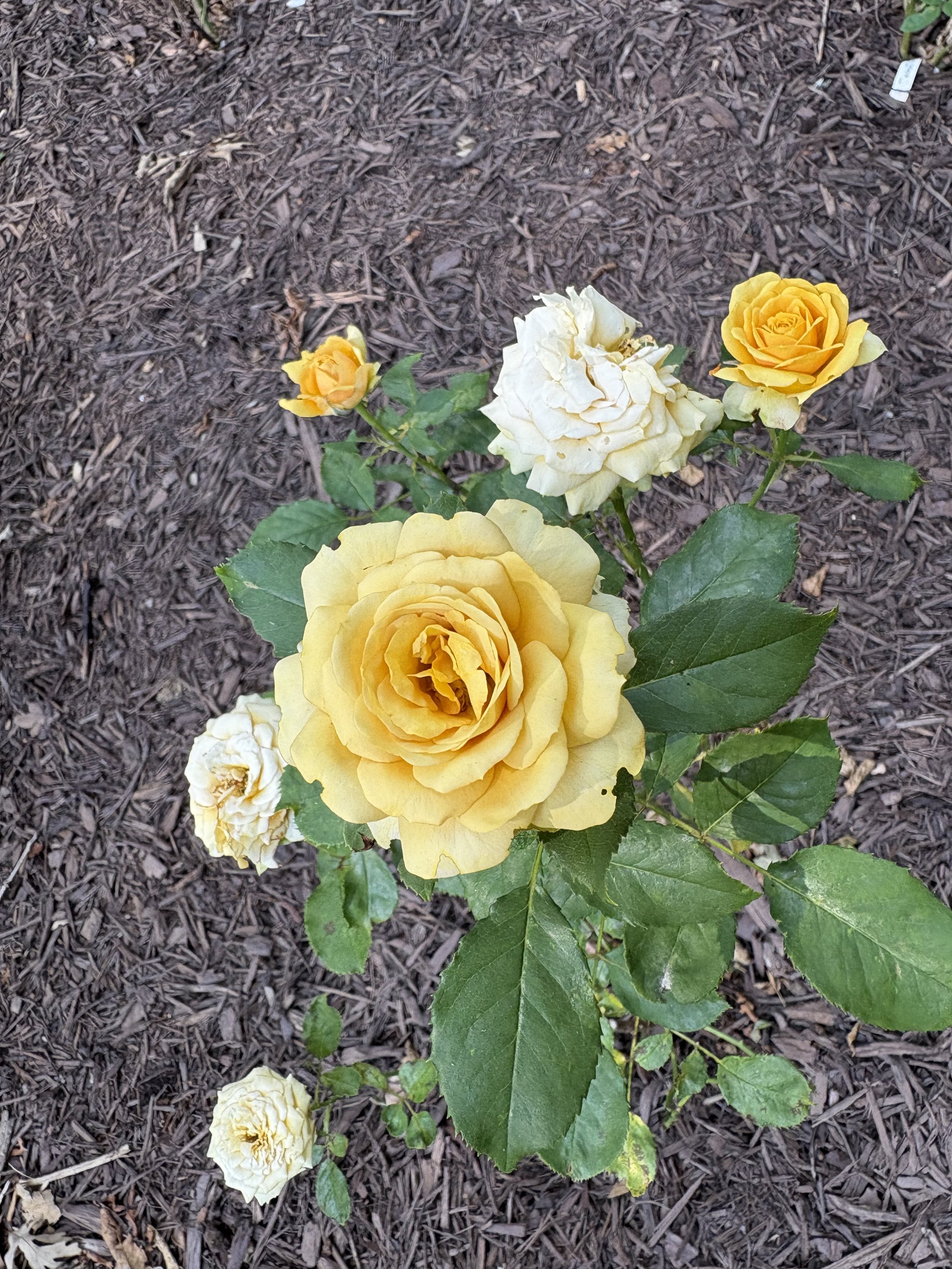 IMG_6414.jpeg