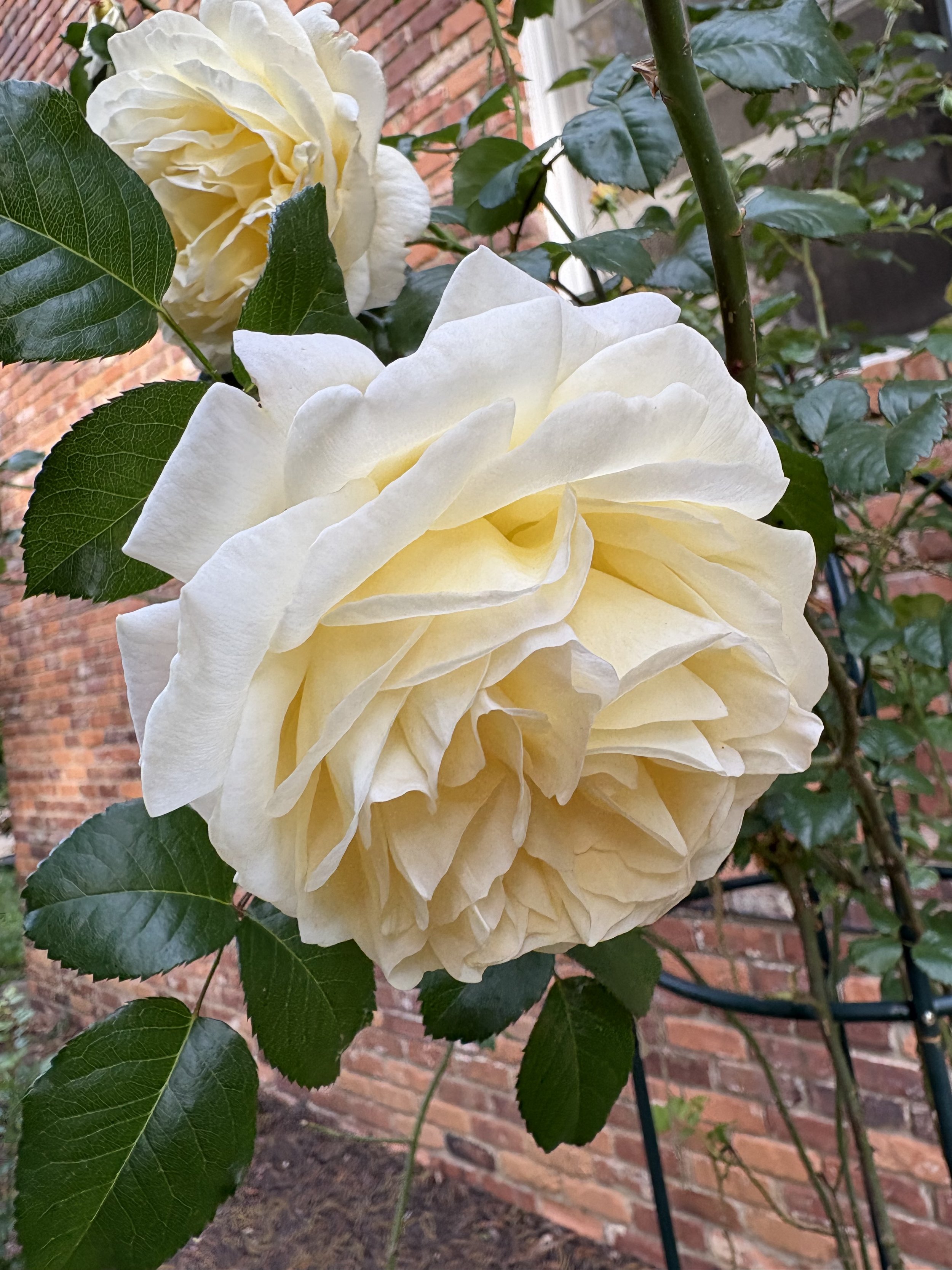 IMG_2054.jpeg