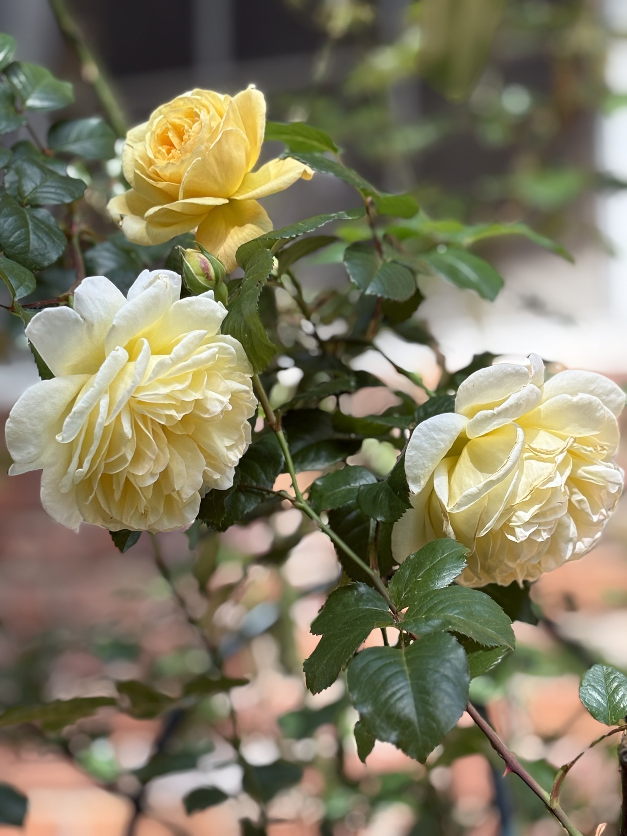 IMG_1869.jpeg