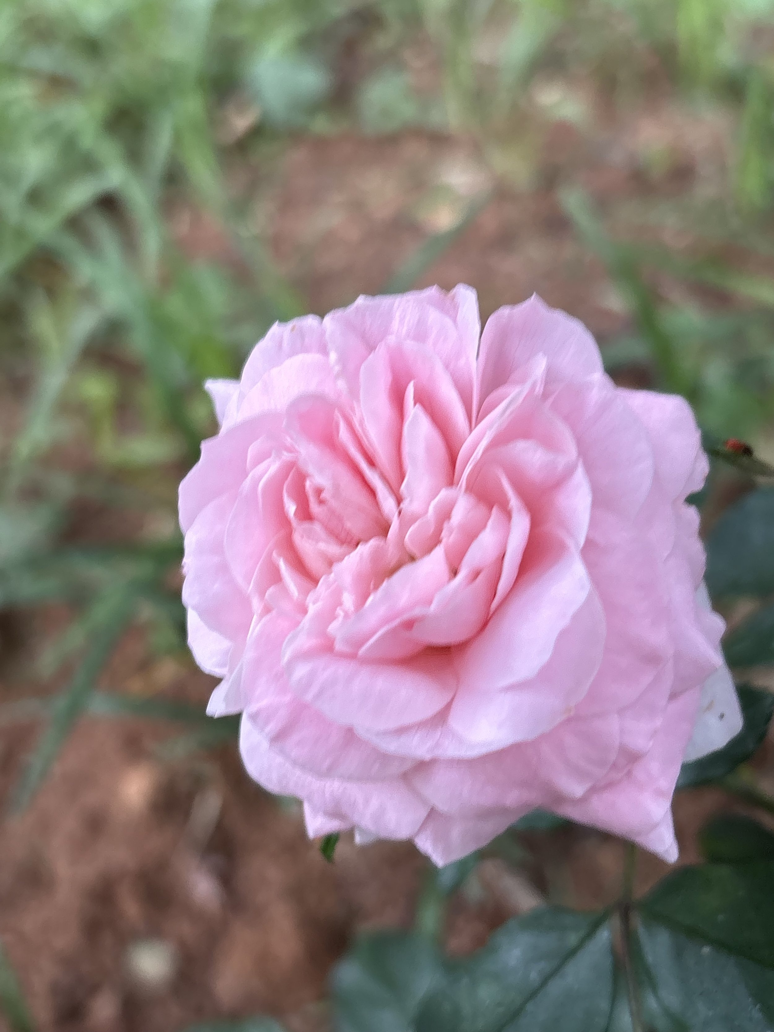 IMG_2949.jpeg