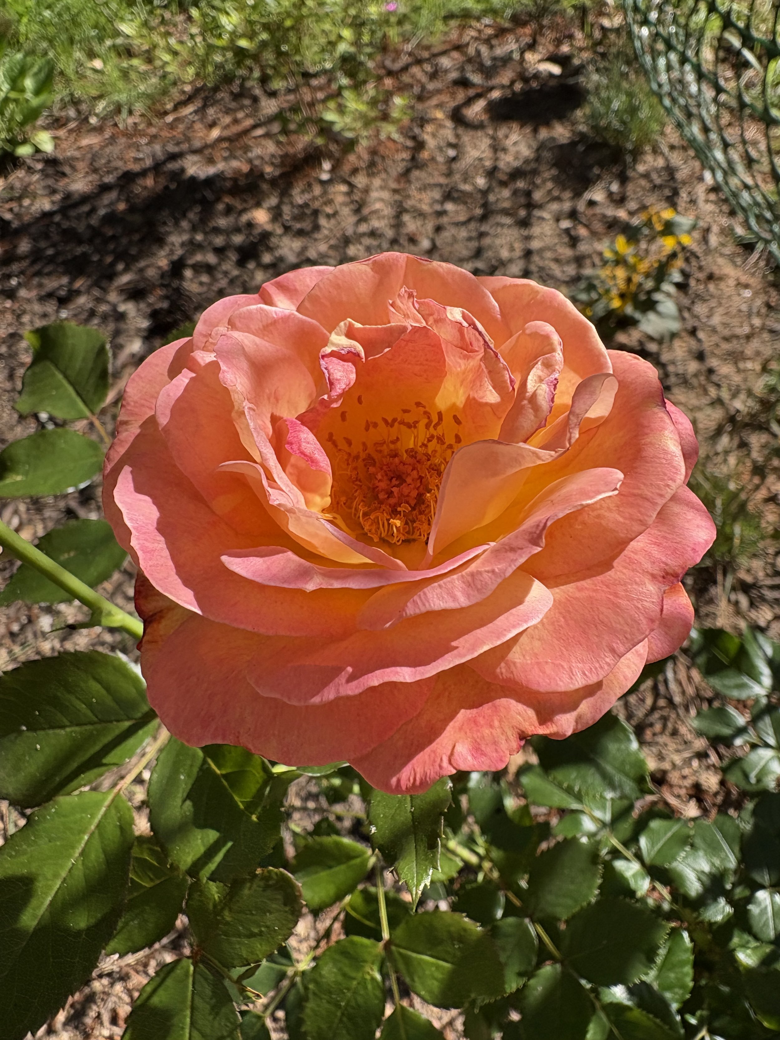 IMG_4557.jpeg