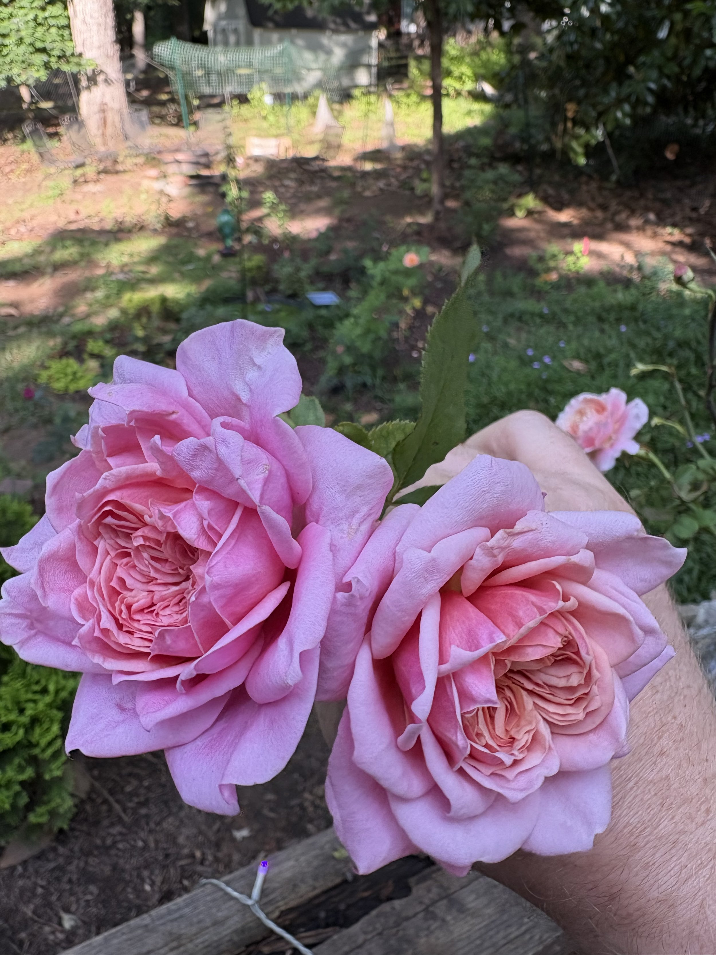 IMG_6019.jpeg