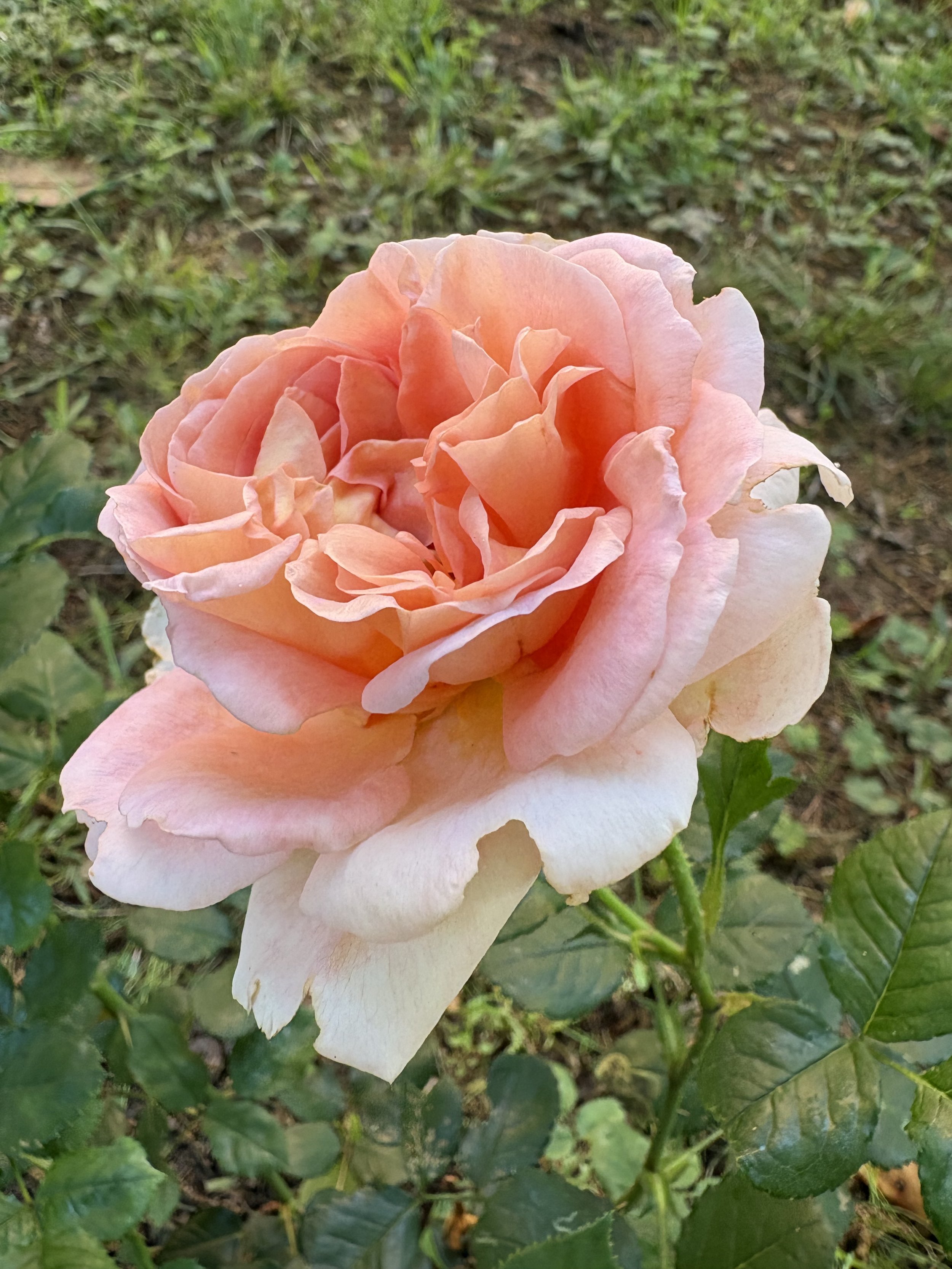IMG_3358.jpeg
