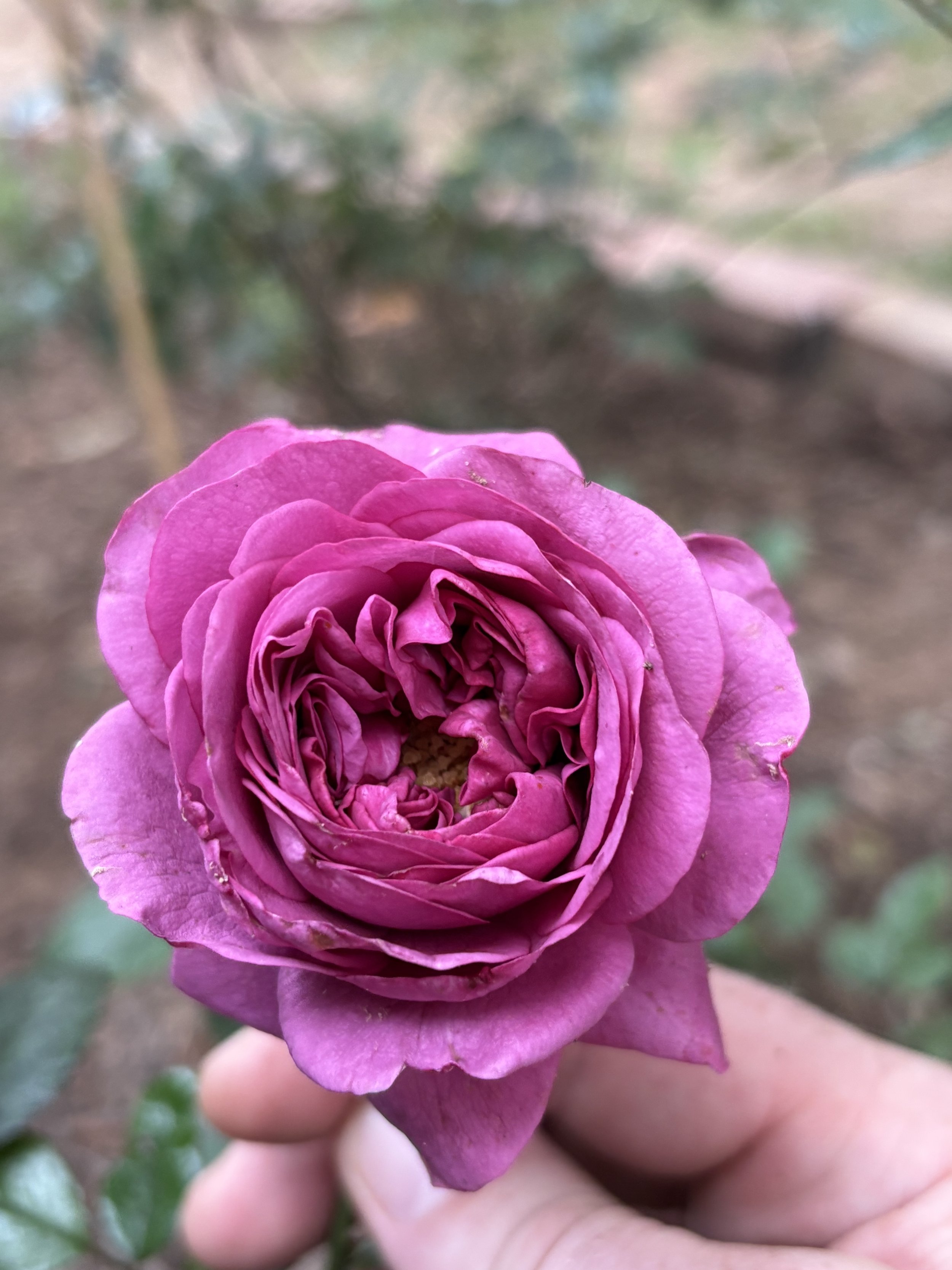 IMG_3723.jpeg