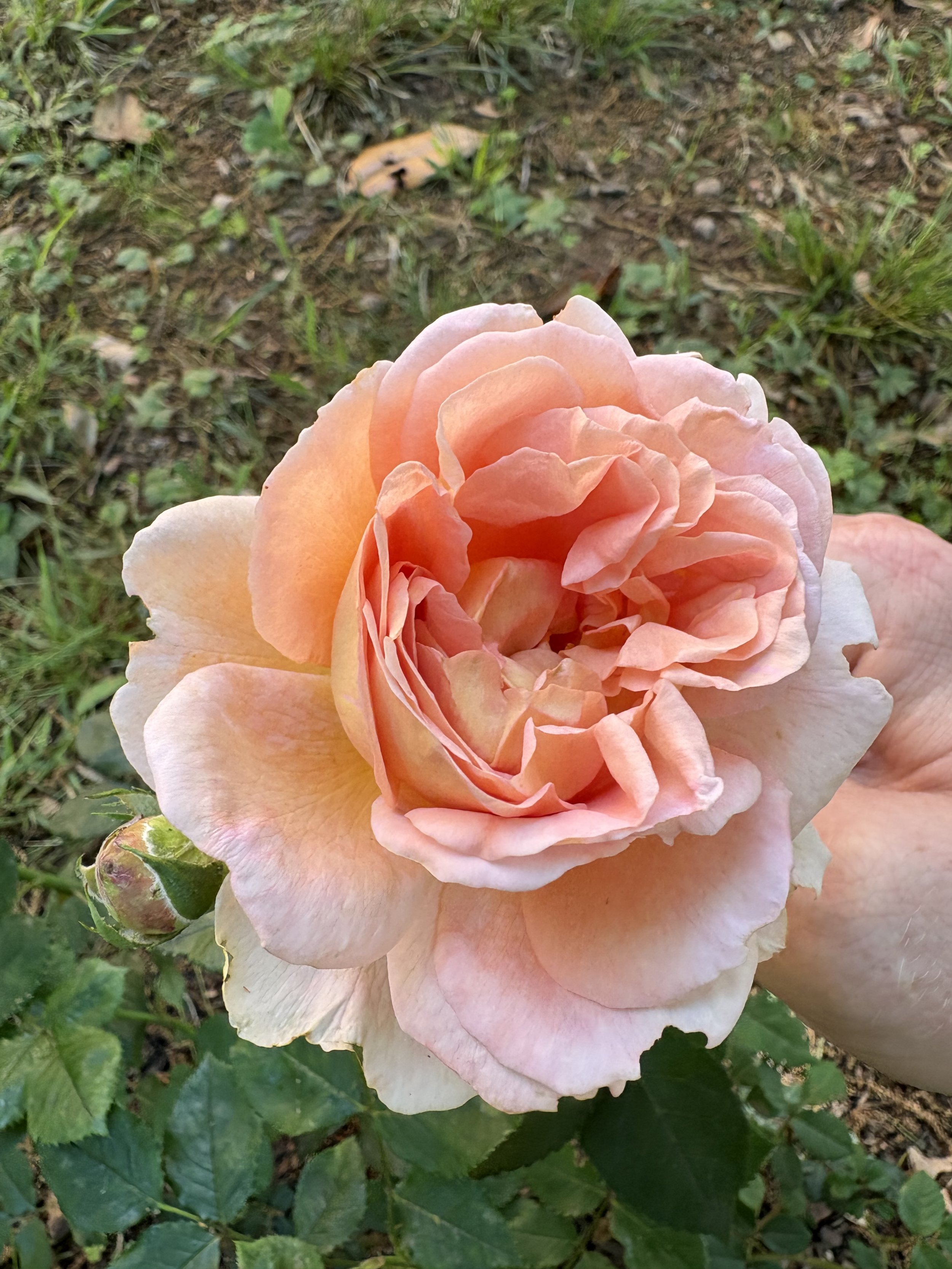 IMG_3362.jpeg
