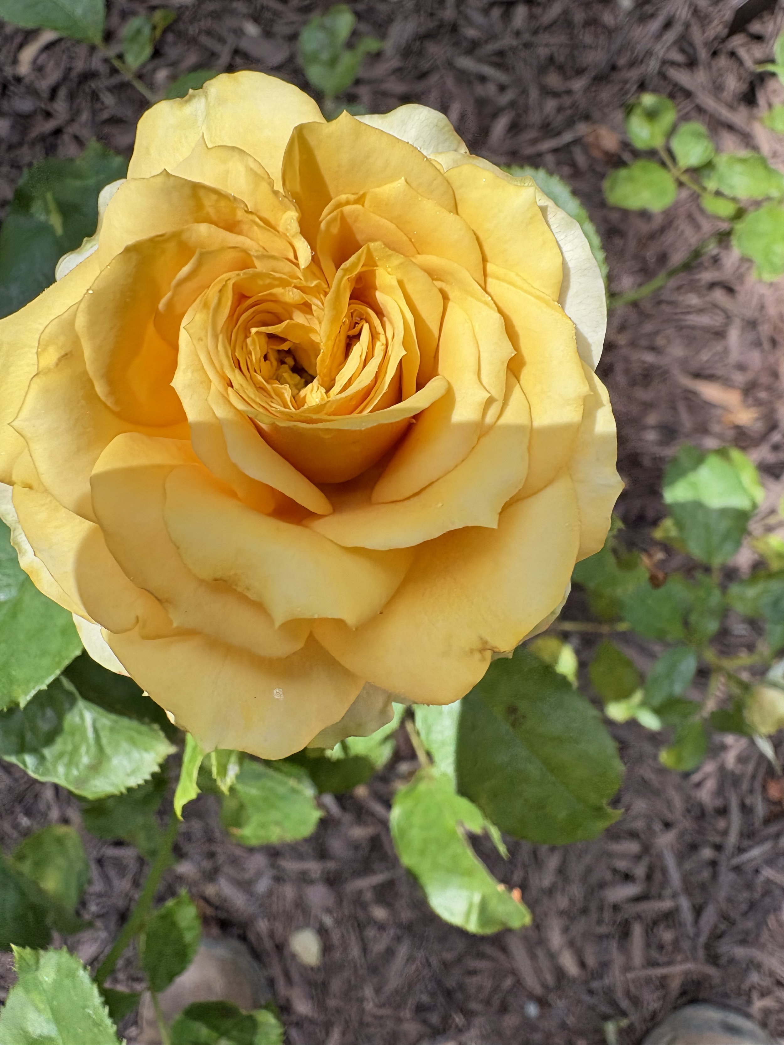 IMG_6048.jpeg