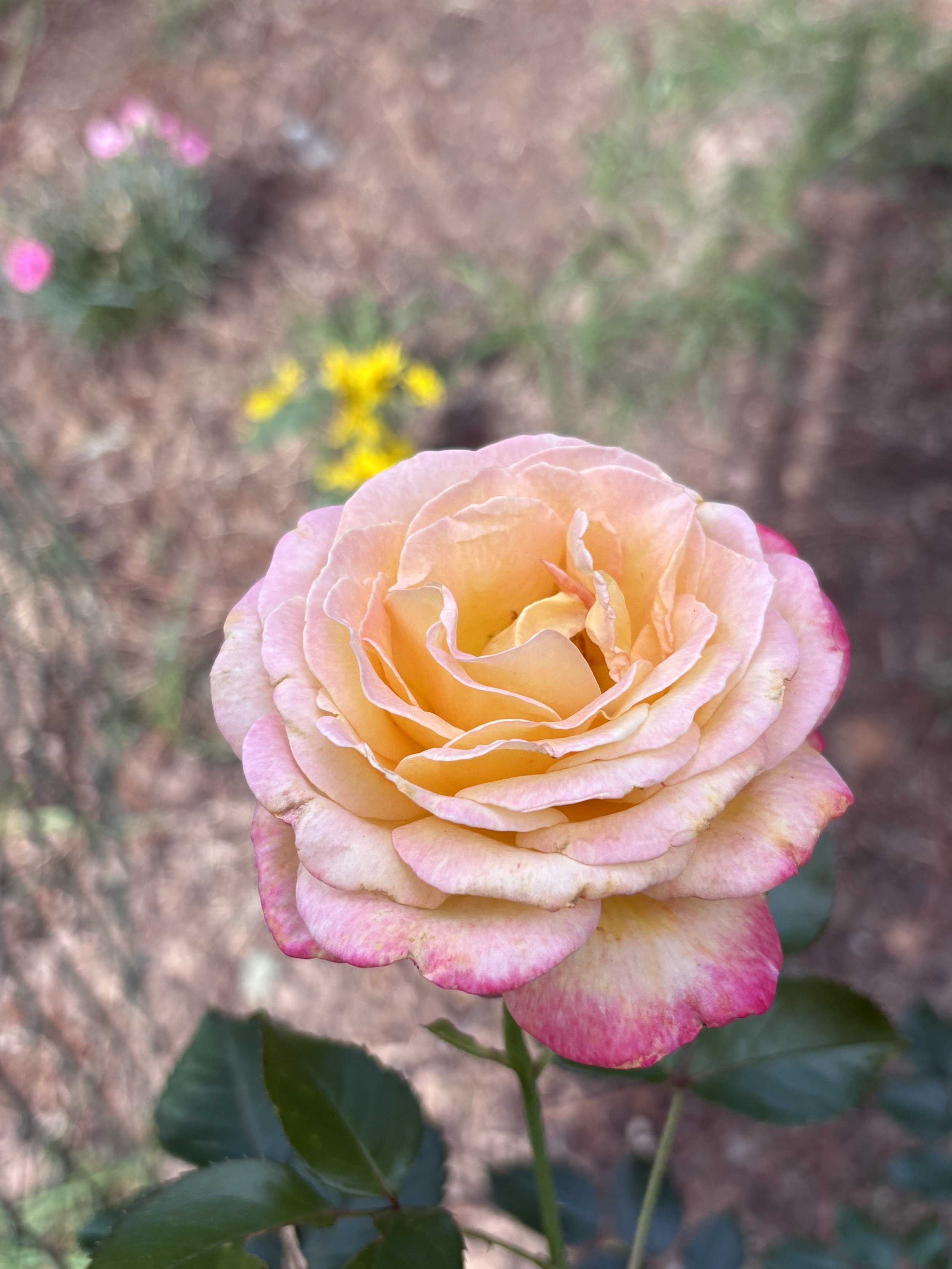 IMG_4308.jpeg