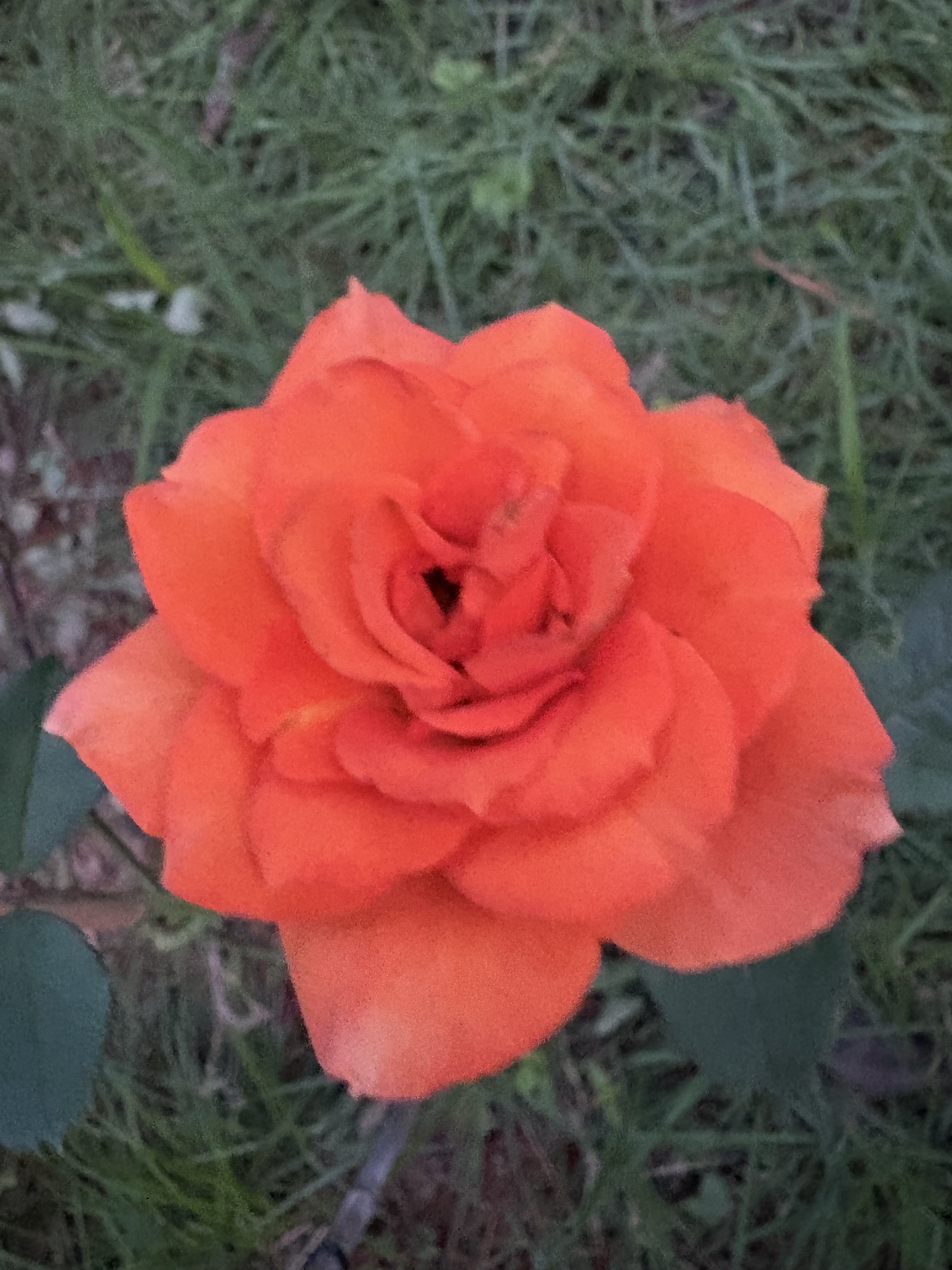 IMG_4247.jpeg