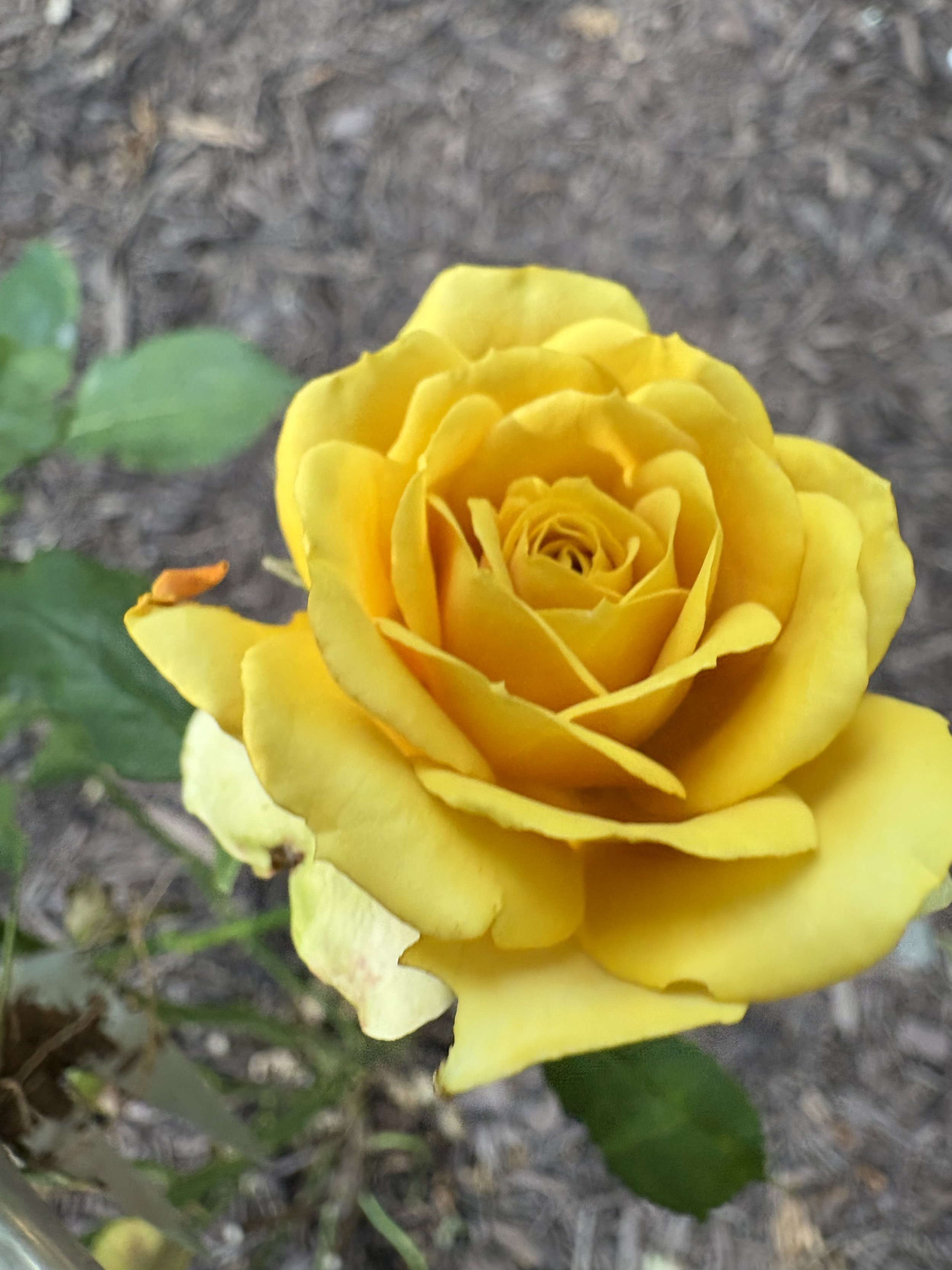 IMG_6416.jpeg