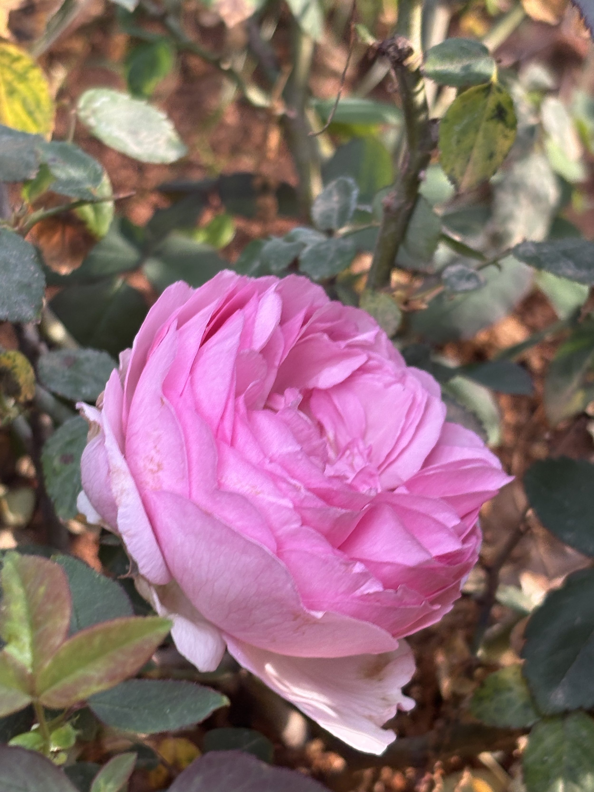 IMG_2036.jpeg