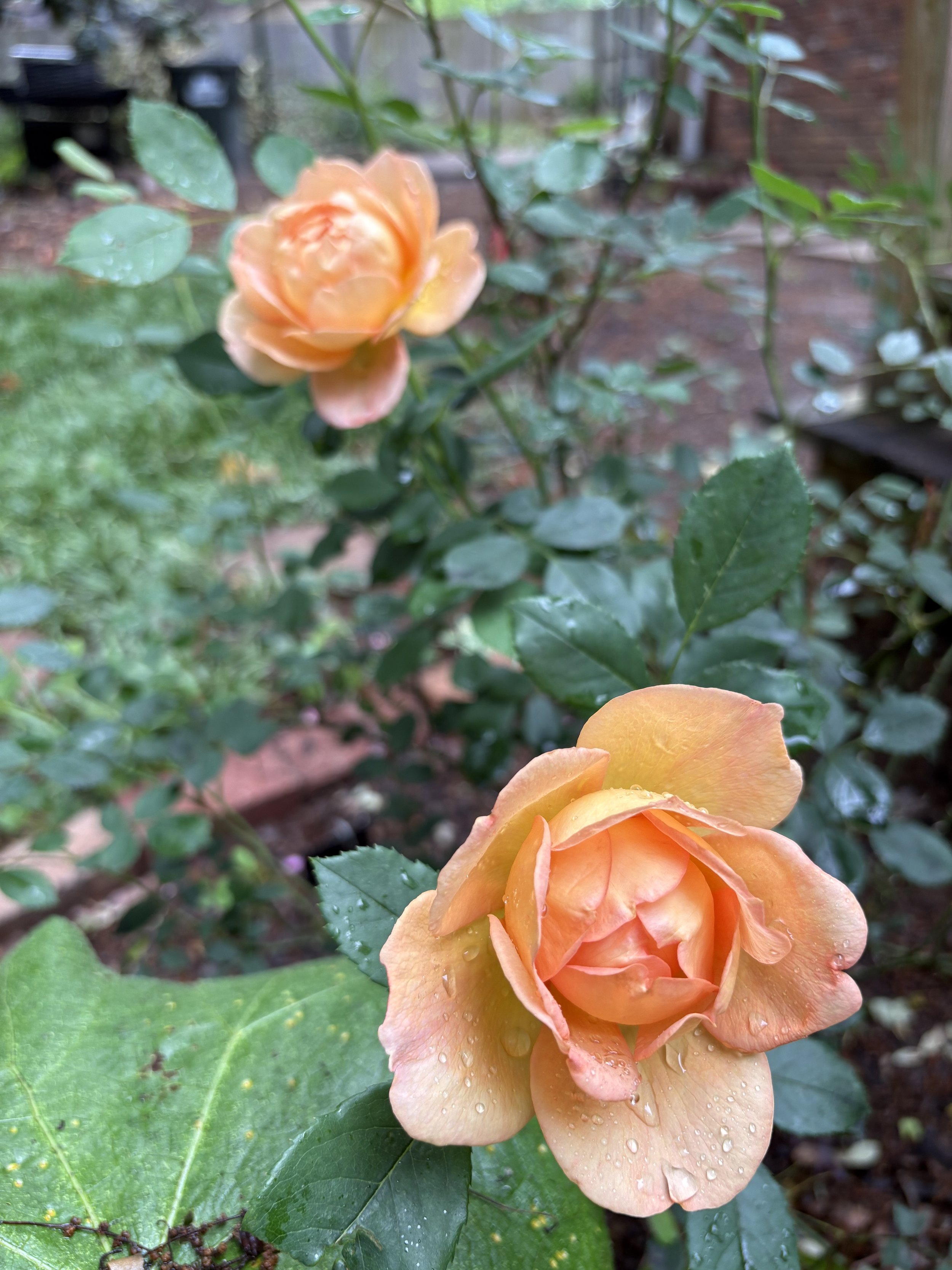 IMG_2461.jpeg