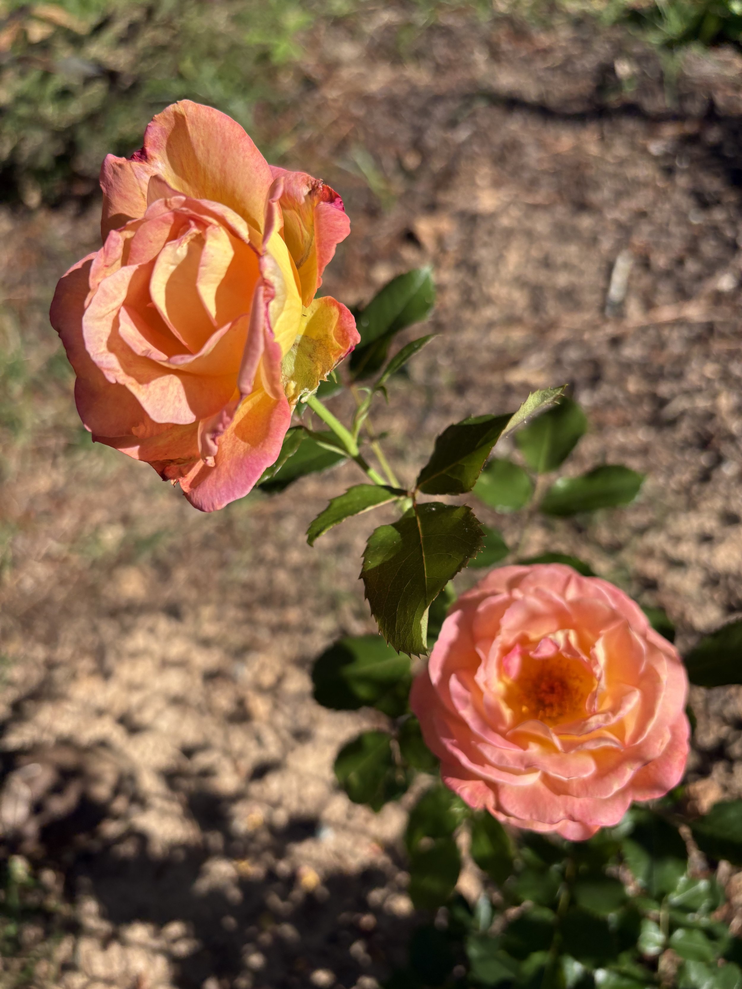 IMG_4555.jpeg