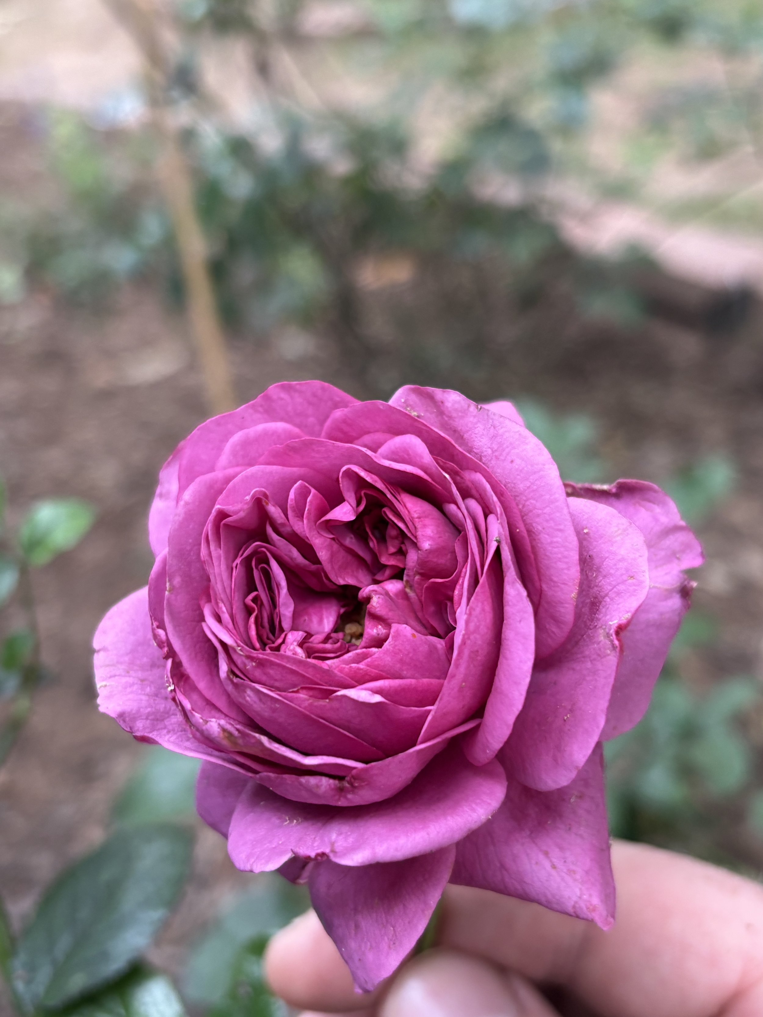 IMG_3722.jpeg