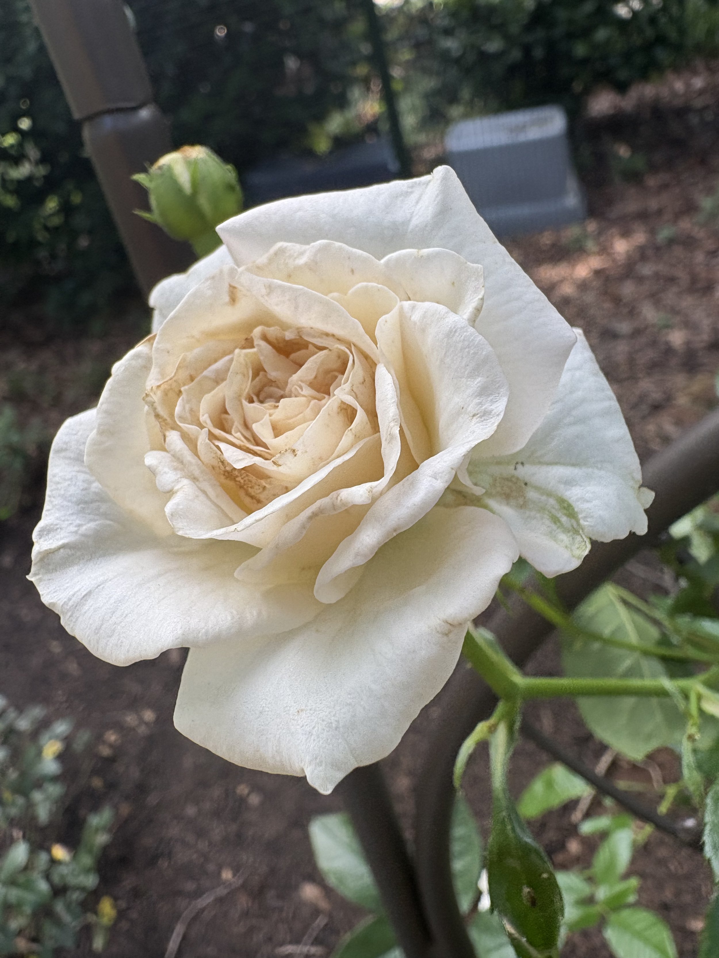 IMG_7031.jpeg