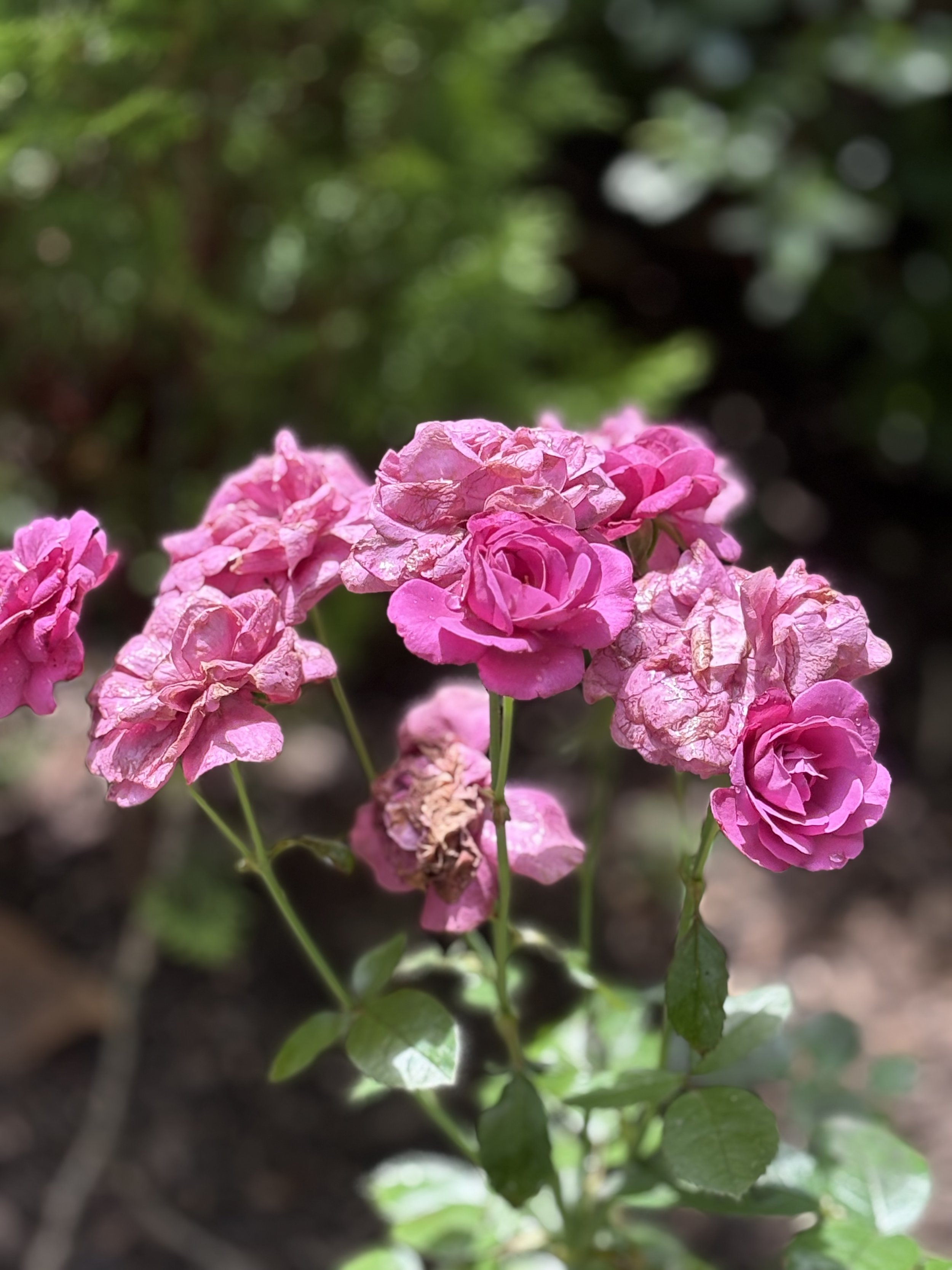 IMG_5500.jpeg