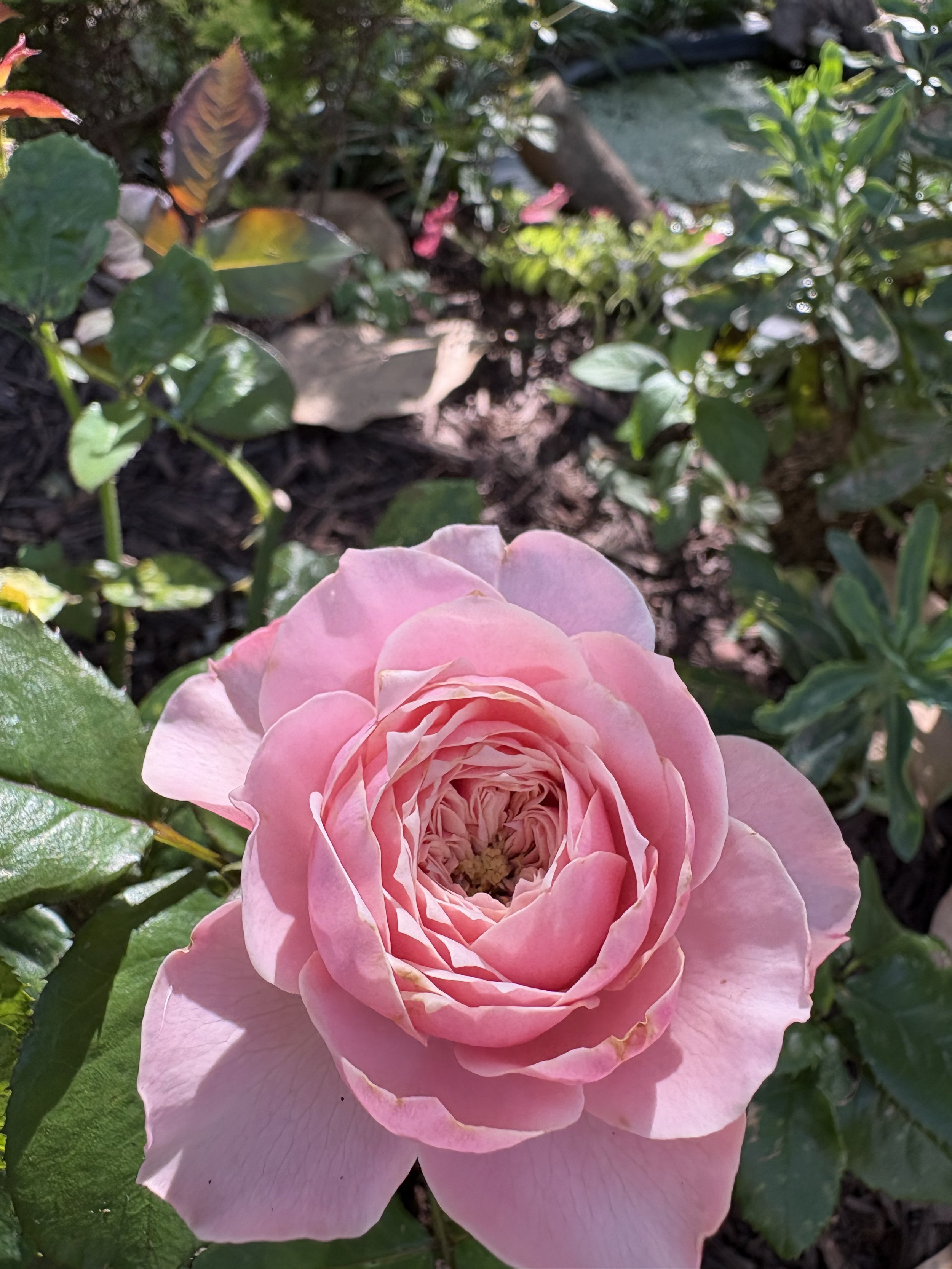 IMG_5809.jpeg