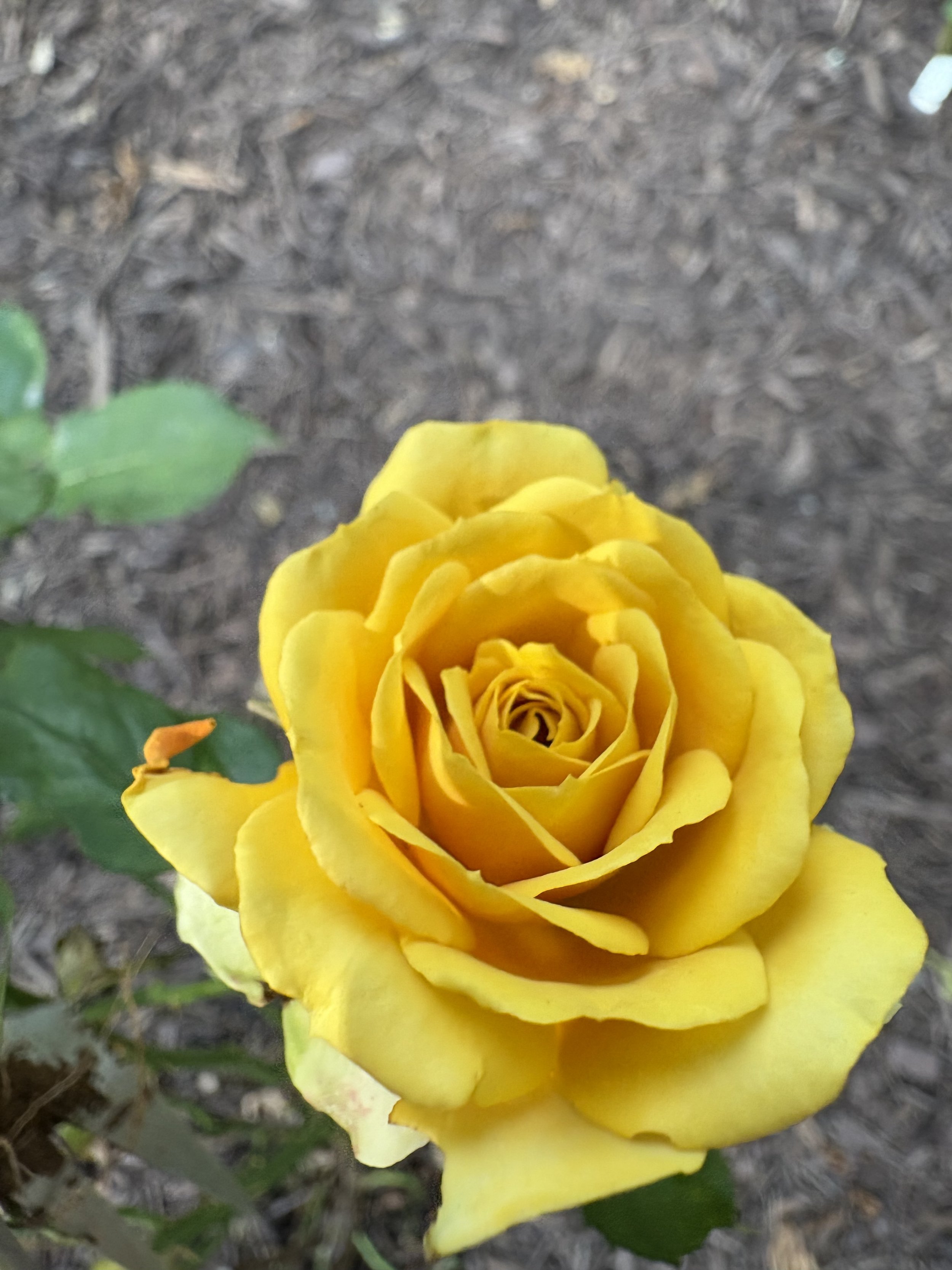 IMG_6417.jpeg