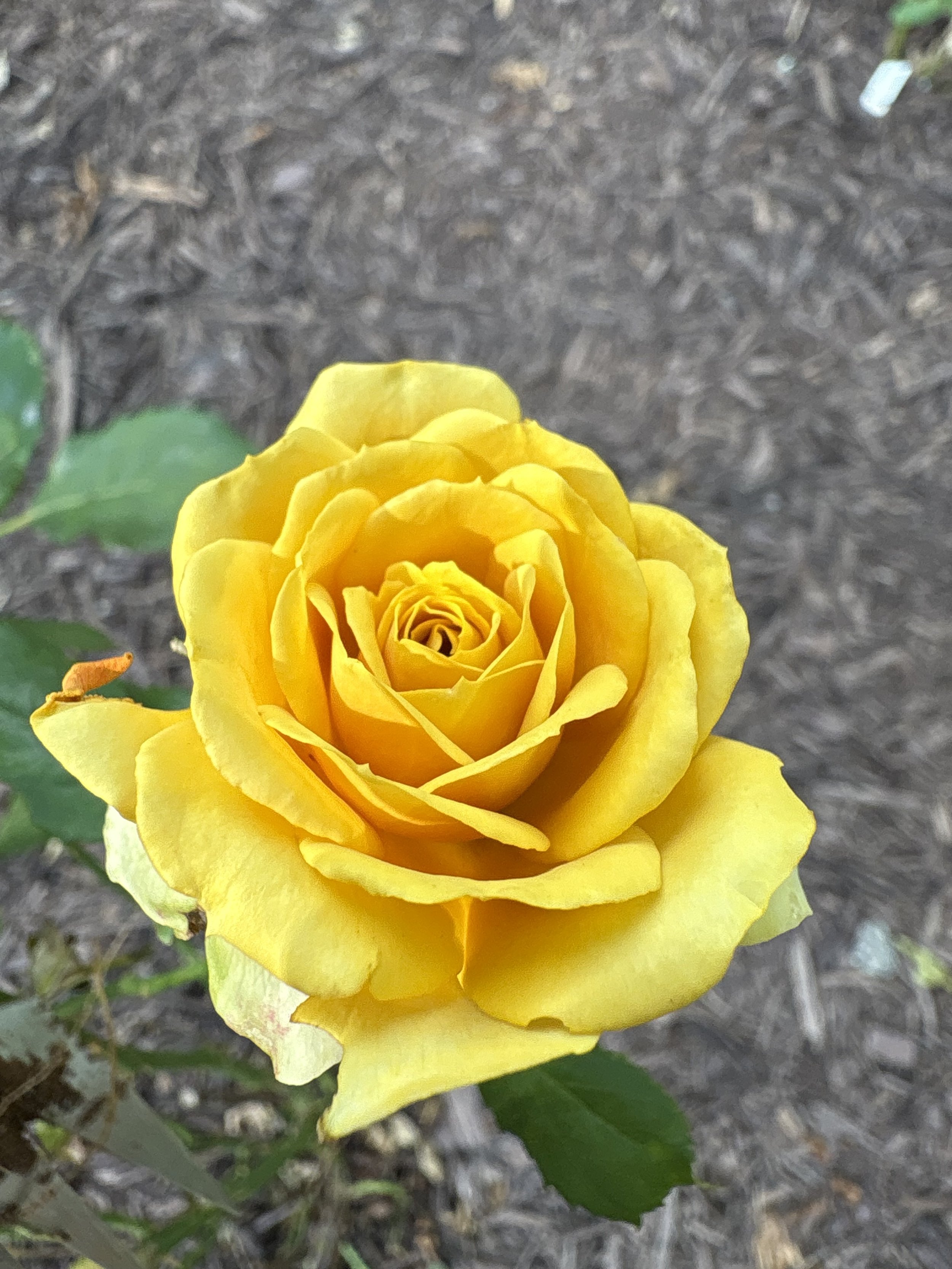 IMG_6420.jpeg