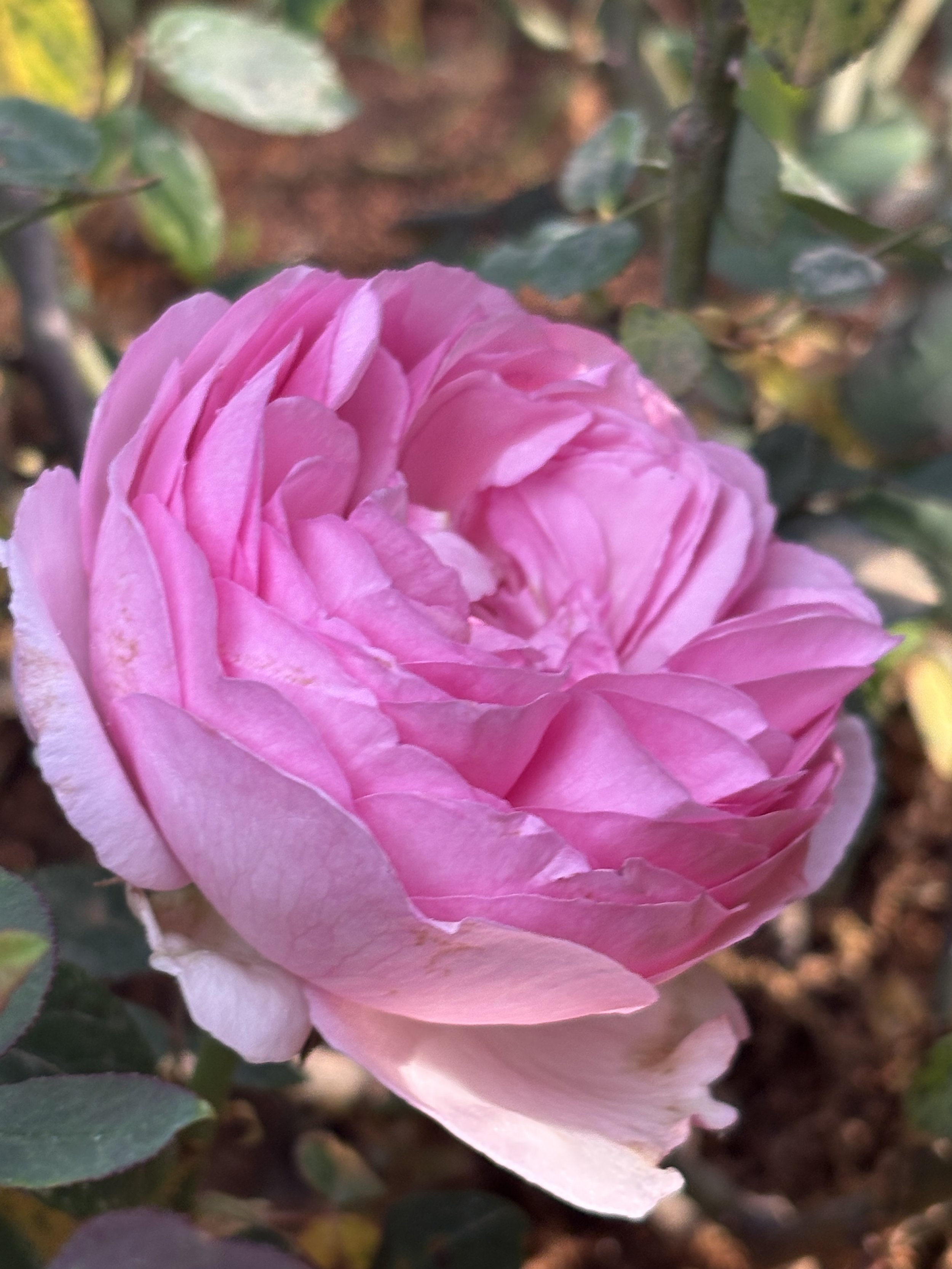 IMG_2032.jpeg