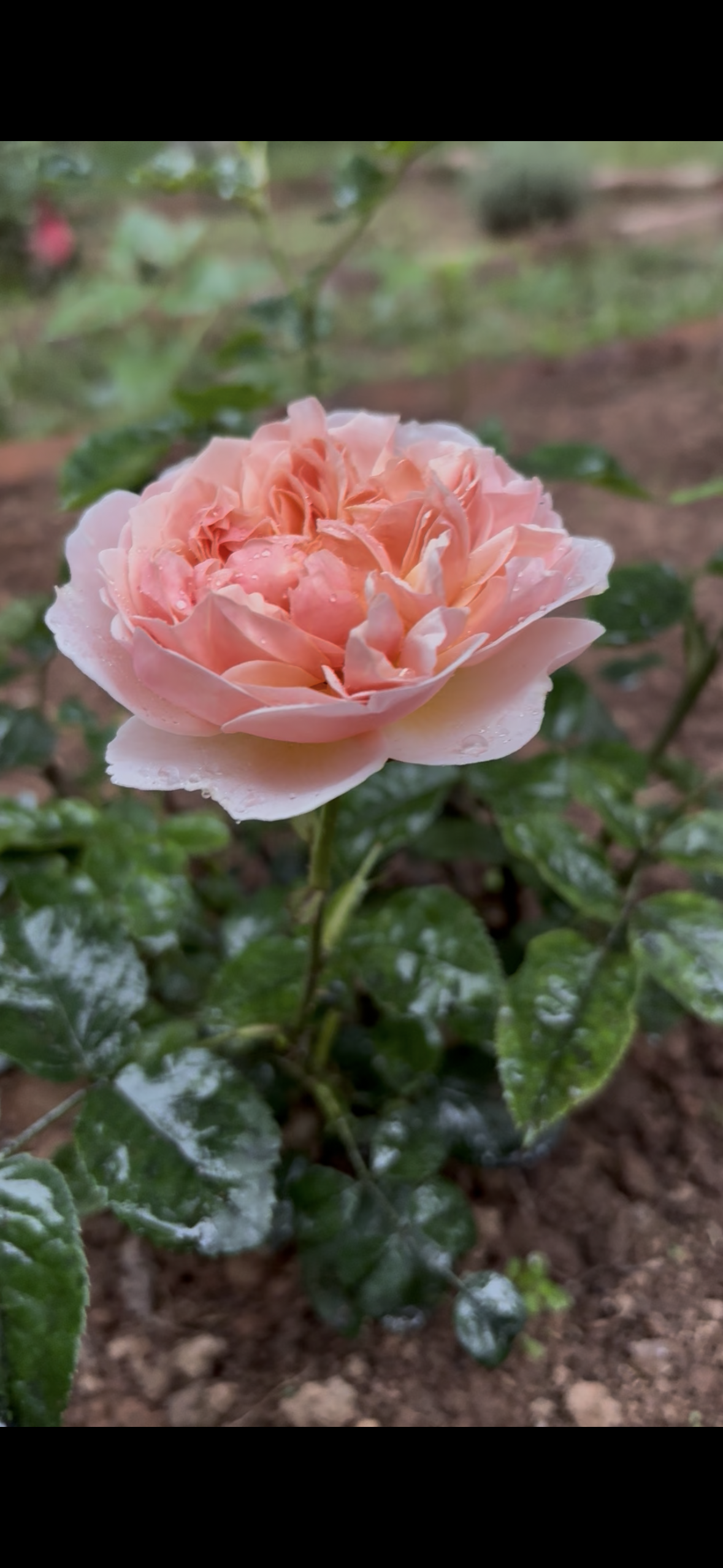IMG_5686.png