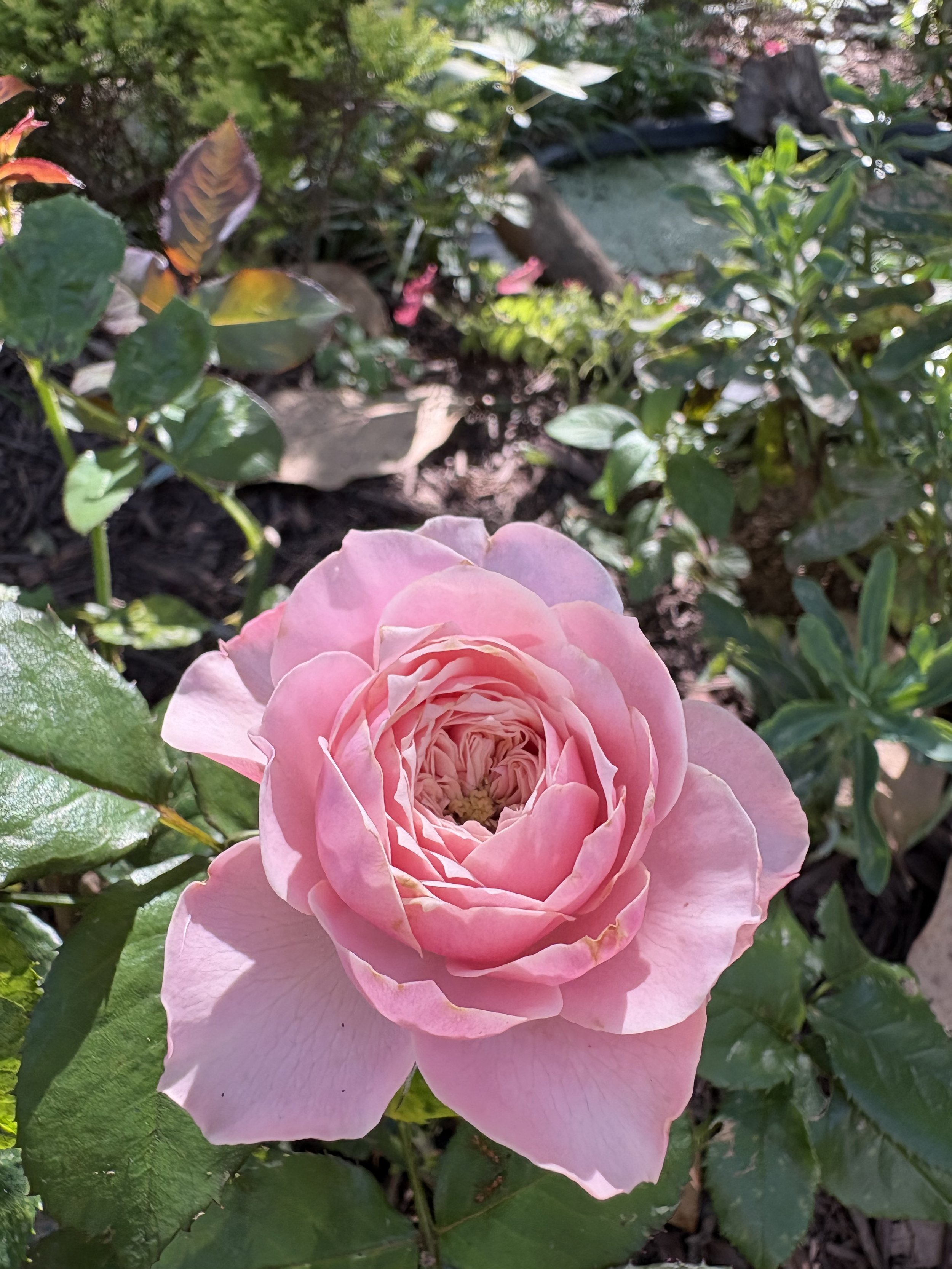 IMG_5808.jpeg