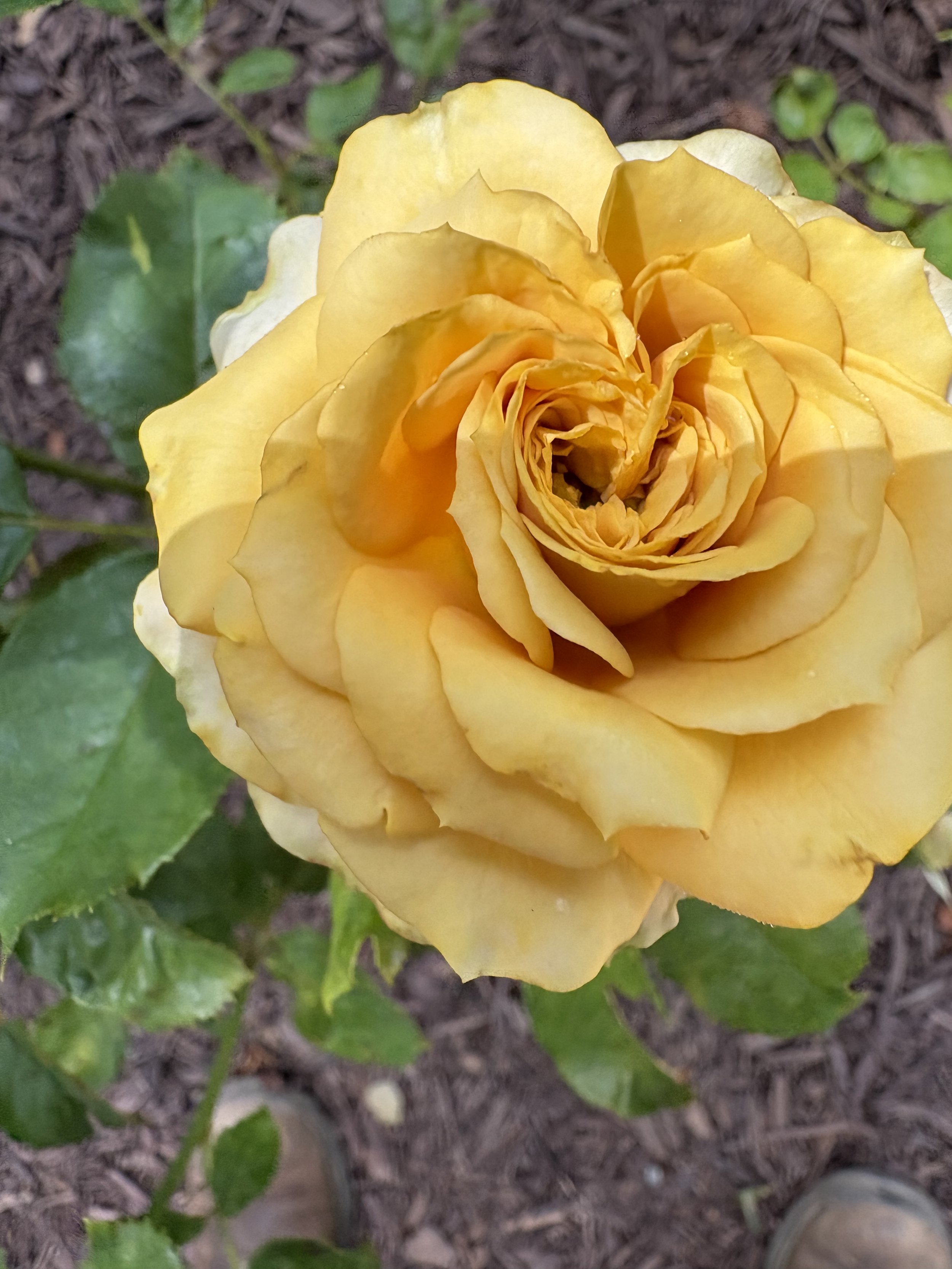 IMG_6047.jpeg