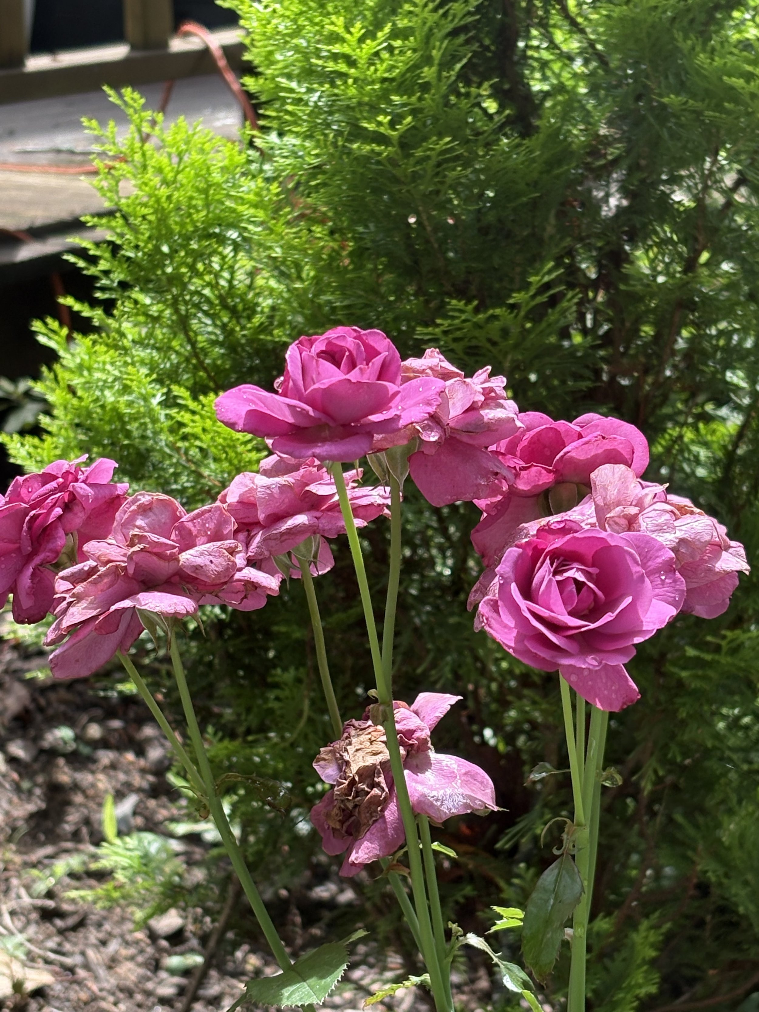 IMG_5498.jpeg