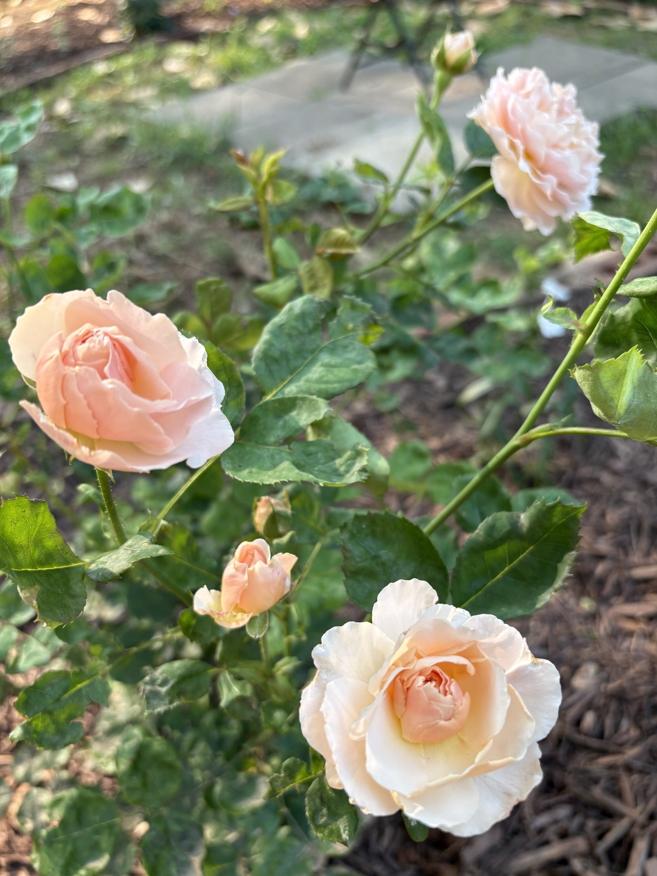 IMG_5007.jpeg