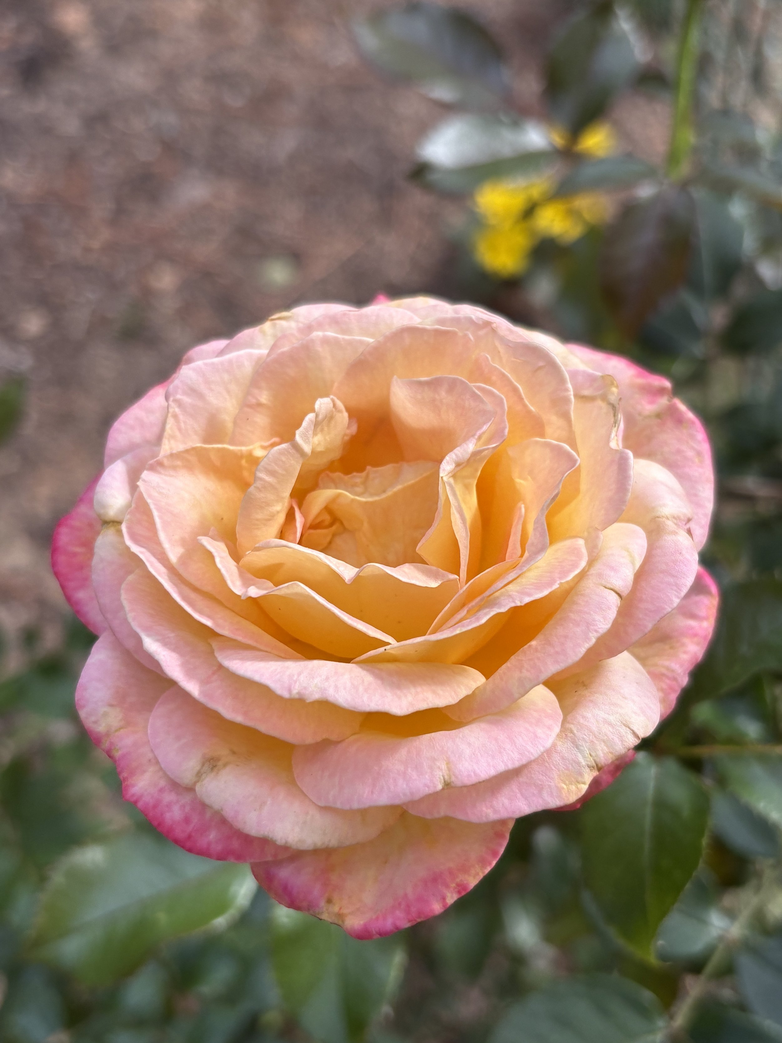 IMG_4305.jpeg